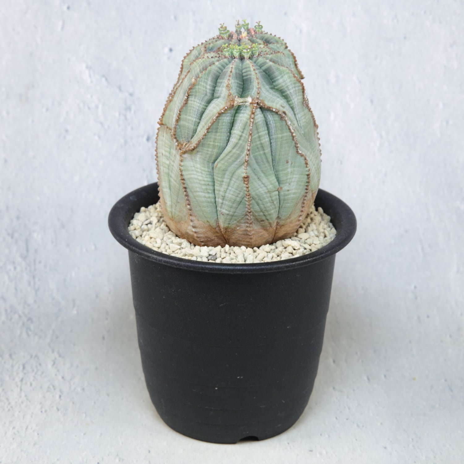 メス株【超厳選株】ダブル綴化ヘッド 捻じれ マウンテン モンスト