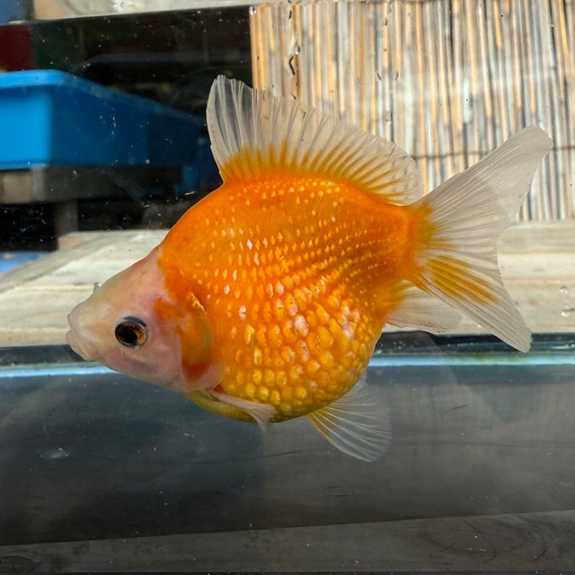 【国産 金魚】ピンポンパール （5~6cm前後/さらさ柄/SAKURAさらさ2025年産)3