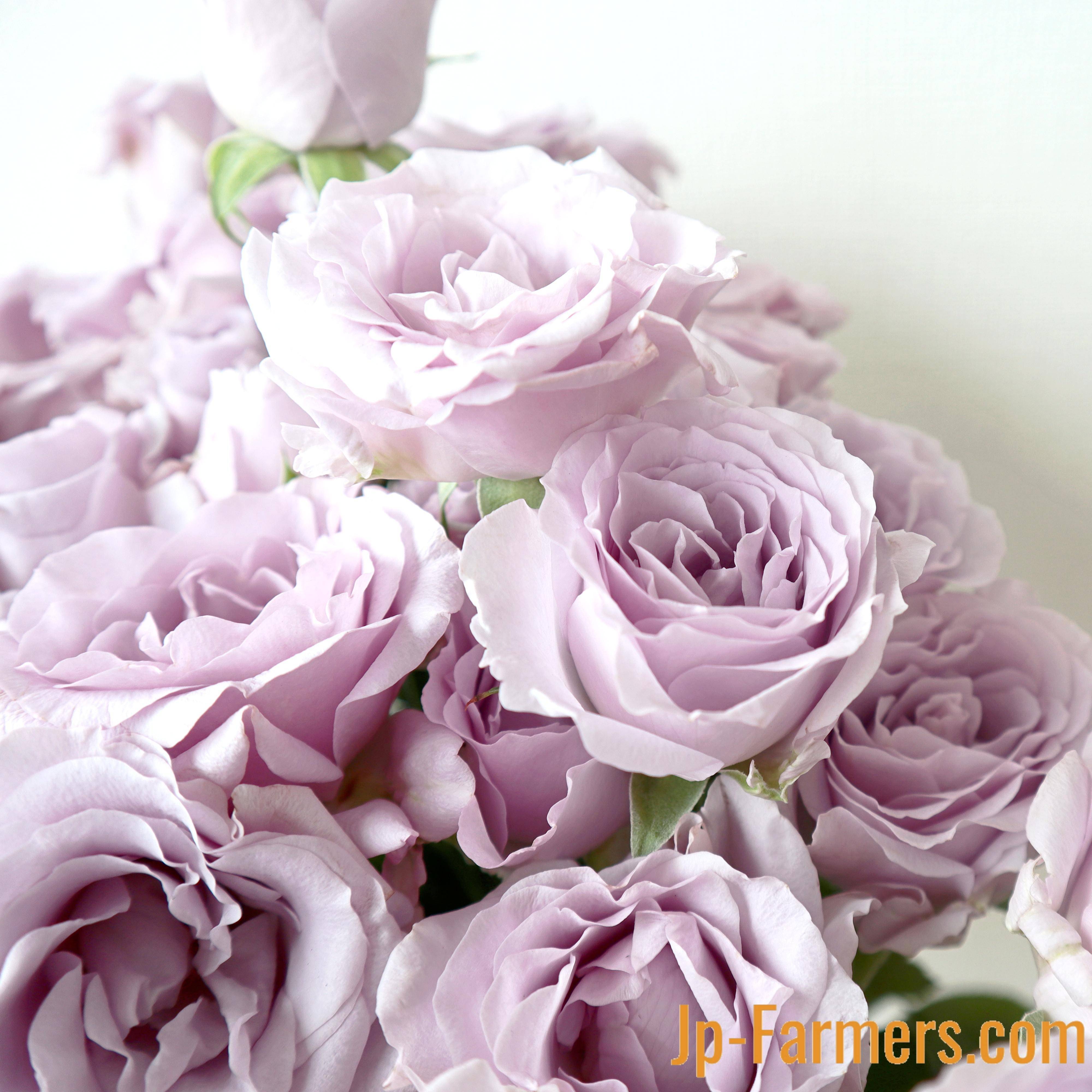 スプレーバラドライフラワー❣️スターリングセンセーション