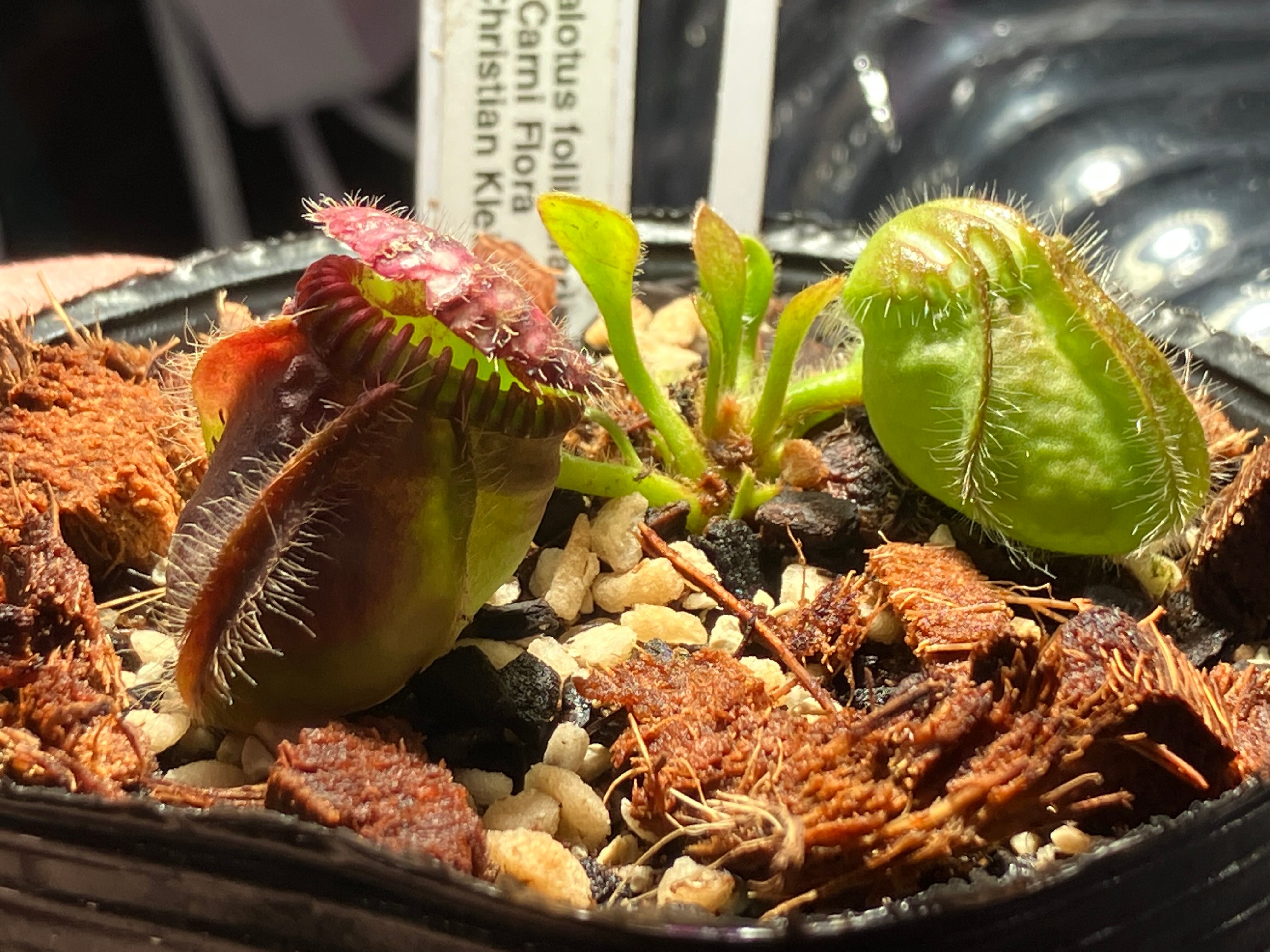 Cephalotus follicularis | cephMania