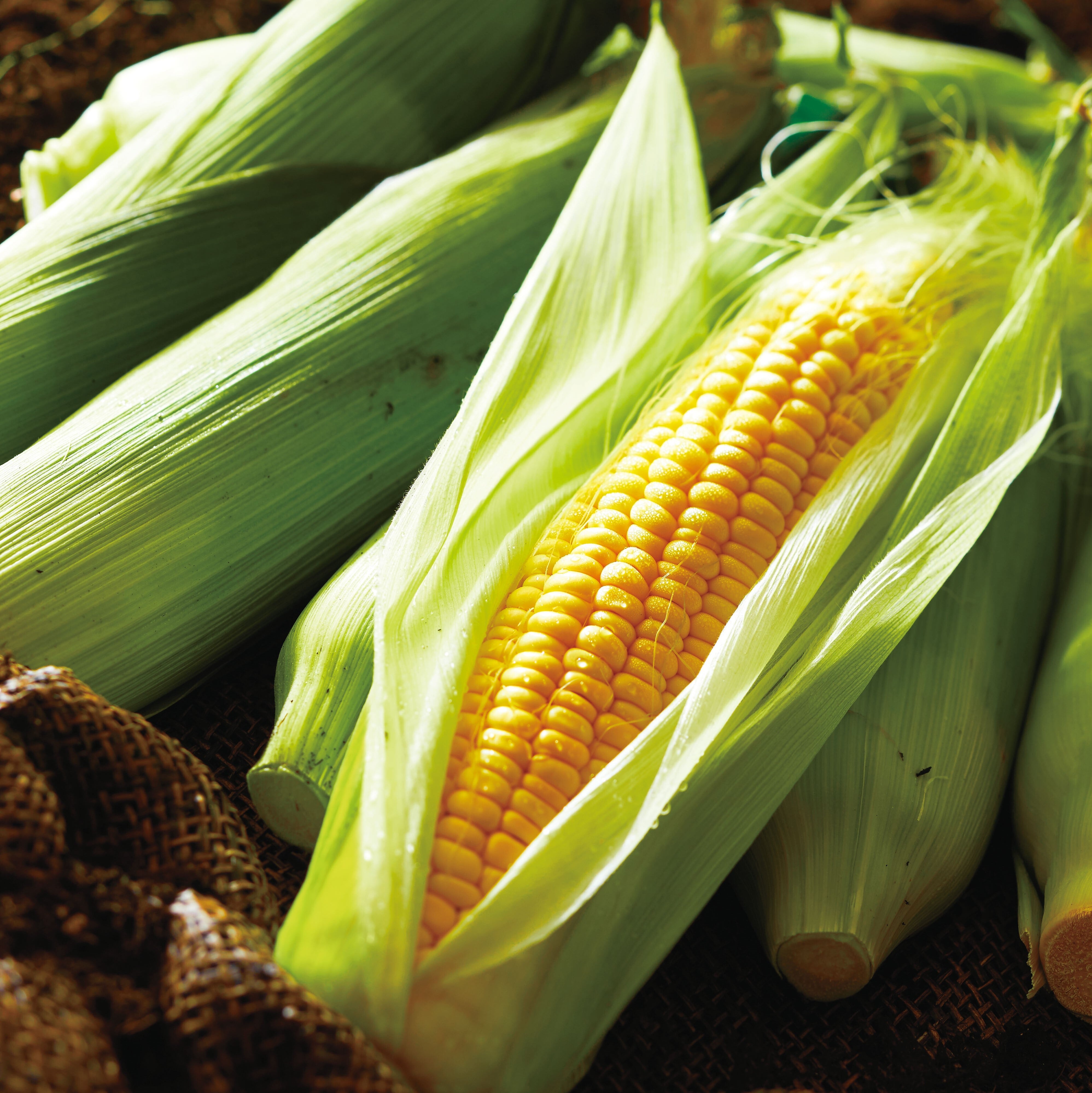 大分県産 すごあまコーン 約4.5kg (10~14本) | 果樹蔵