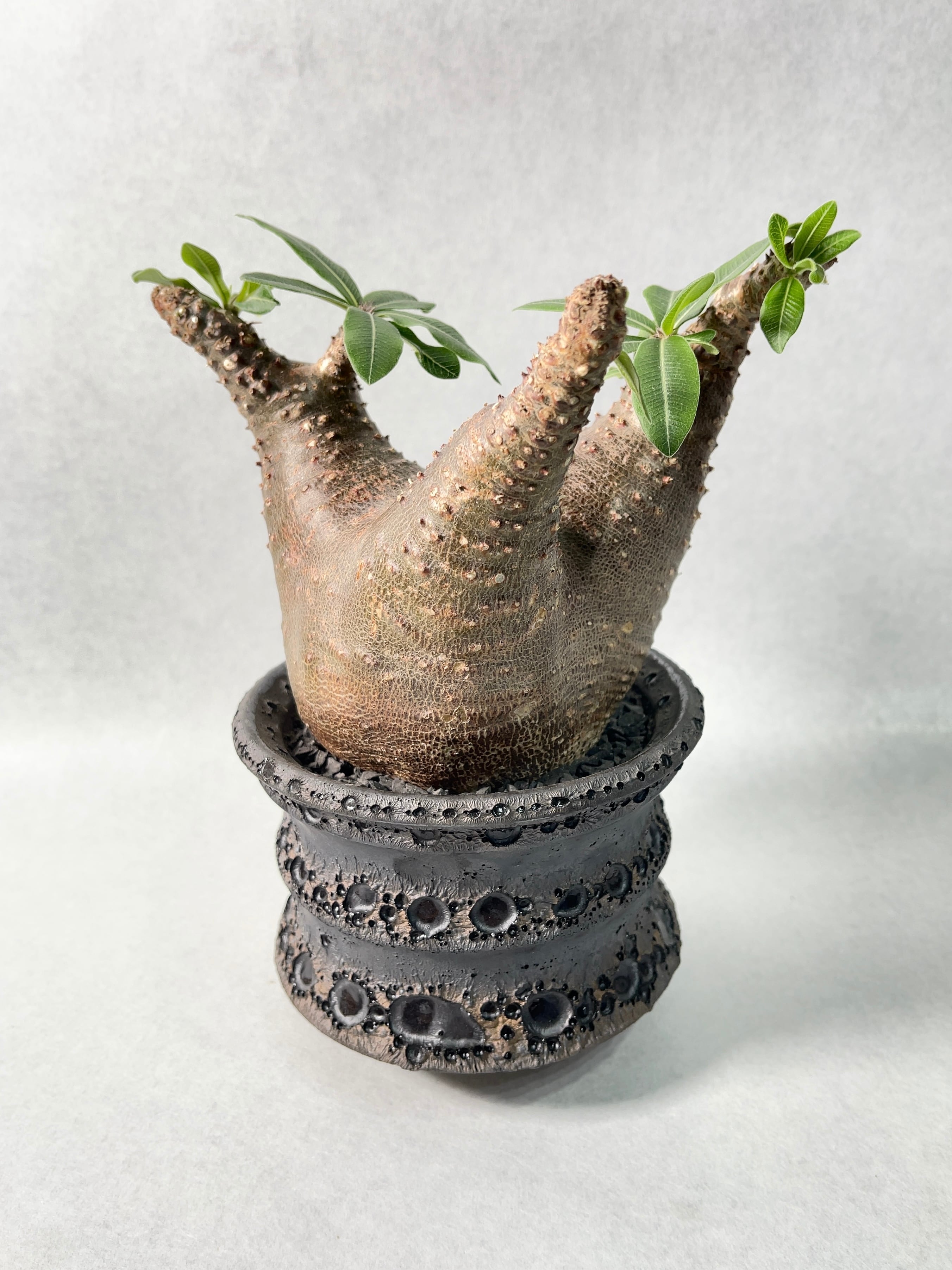 パキポディウム マカイエンセ　中川智治鉢 パキポディウム マカイエンセ 中川智治鉢 【公式通販】