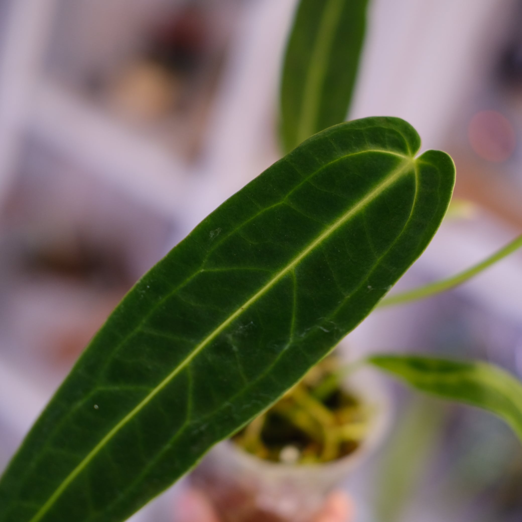 Anthurium Warocqueanum｜アンスリウム・ワロクアーナム②｜観葉植物