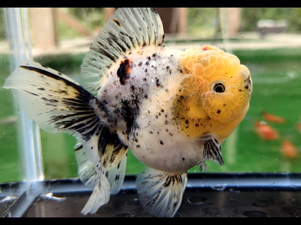 ★らん弐ちゃん★　西大関系統！　☆当歳魚☆　10cm　（208） らん弐ちゃんファーム