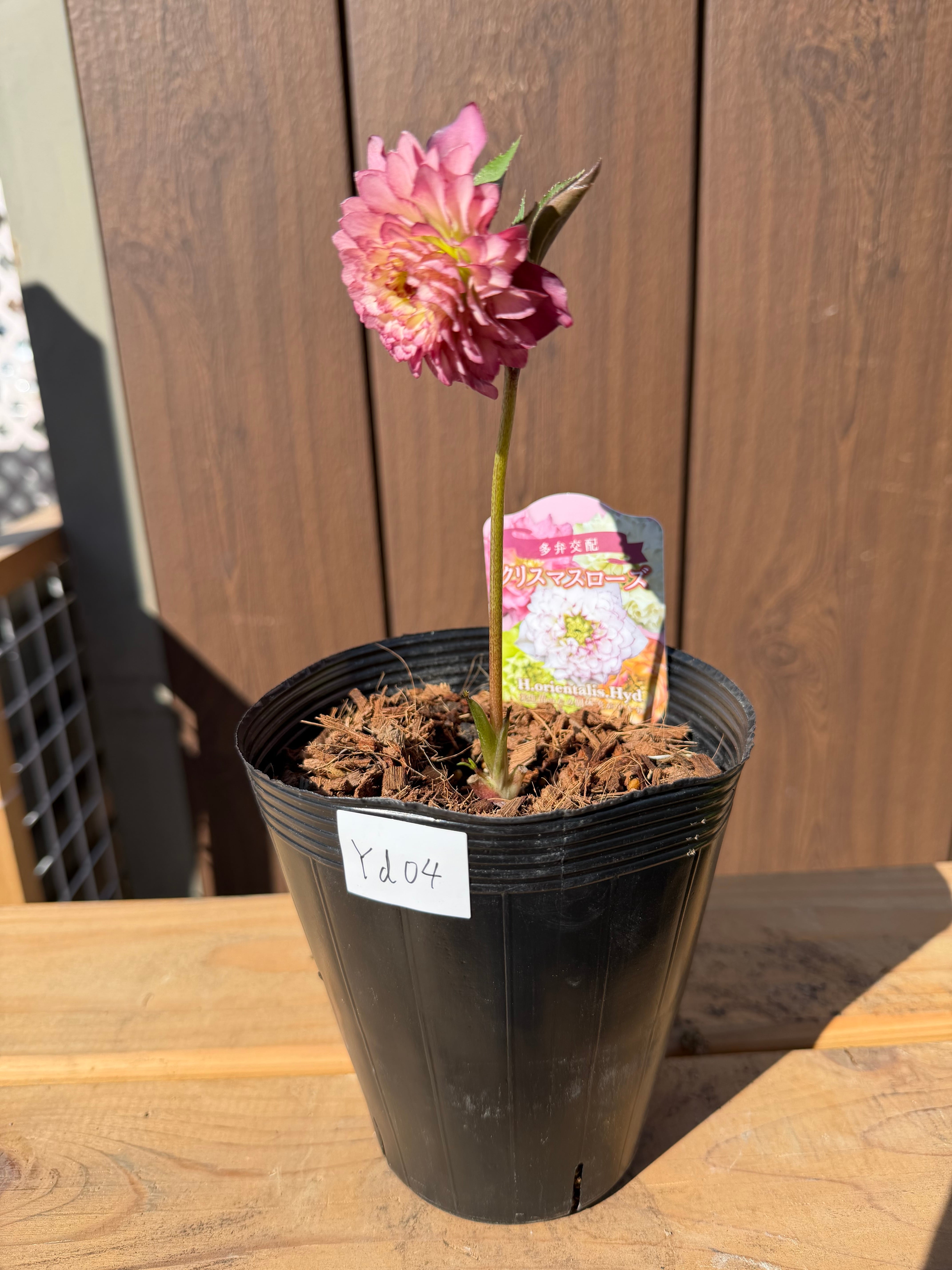 フル多弁化ピンクグラデーション超多弁 ※蕾無し特価 吉田園芸