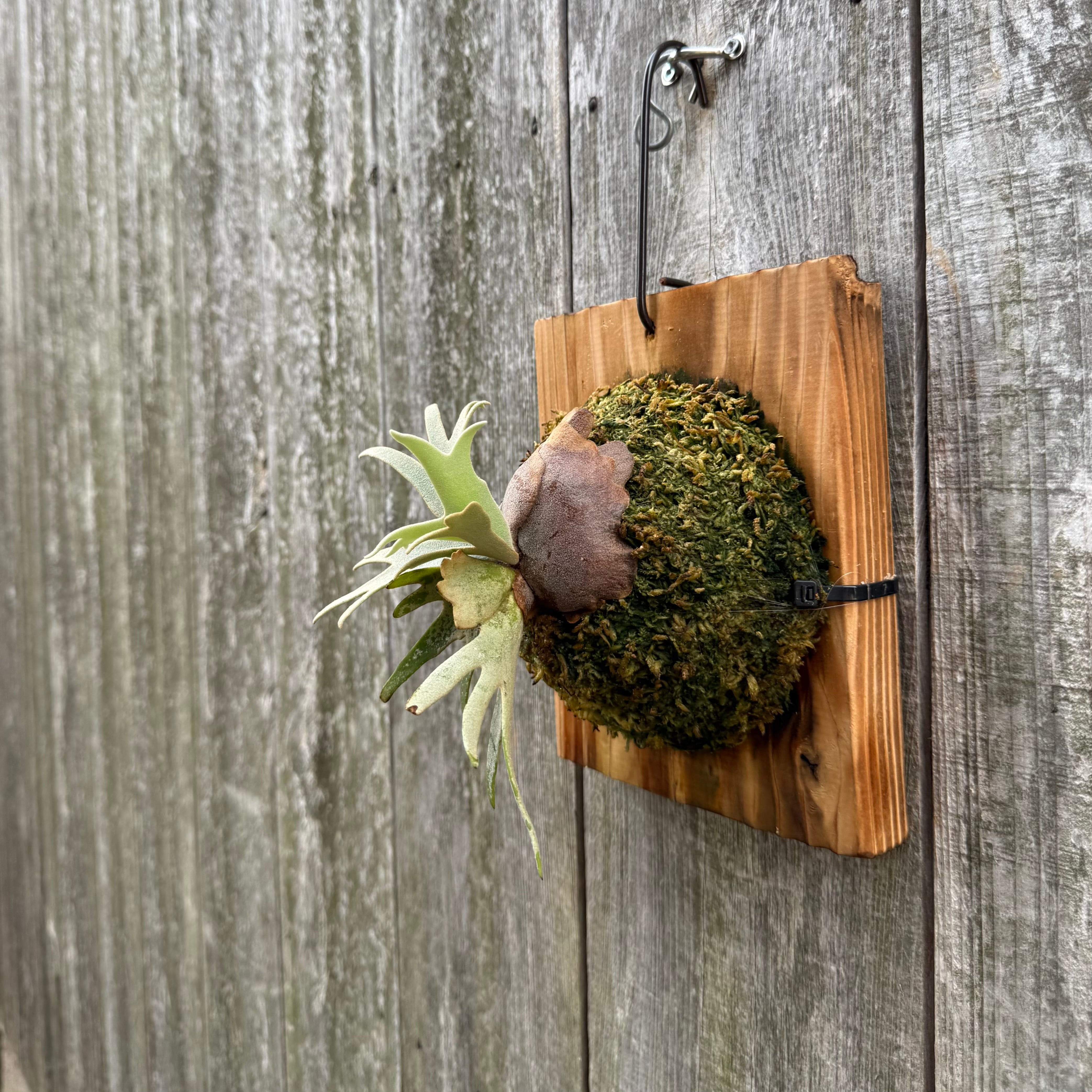 P.willinckii Totoro sporeling | naturefix
