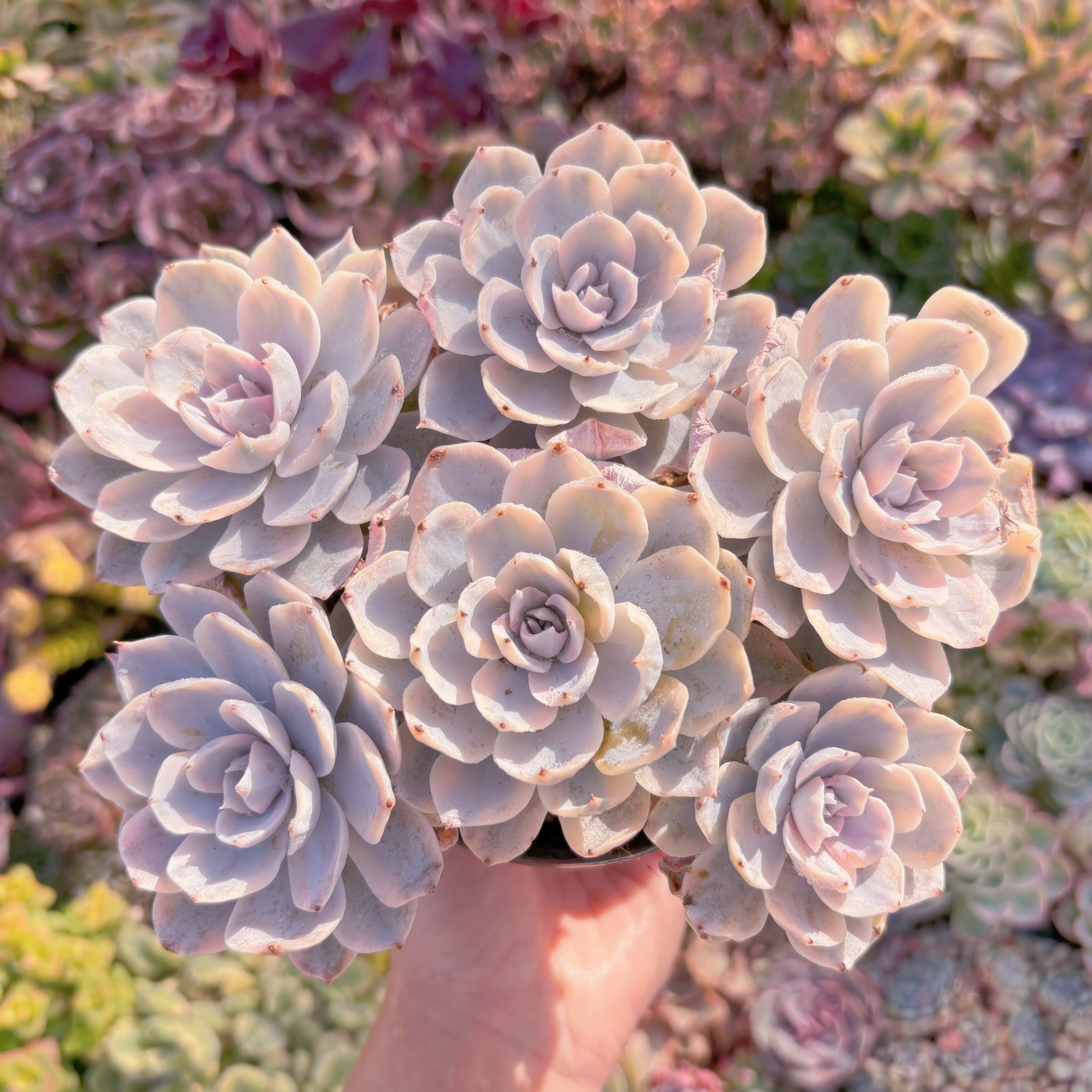 現品　サブセリス錦#M194　大群生　美苗　るる農園