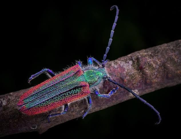 毒刺甲虫】サソリカミキリ 昆虫標本 Onychocerus scorpio ウスバ