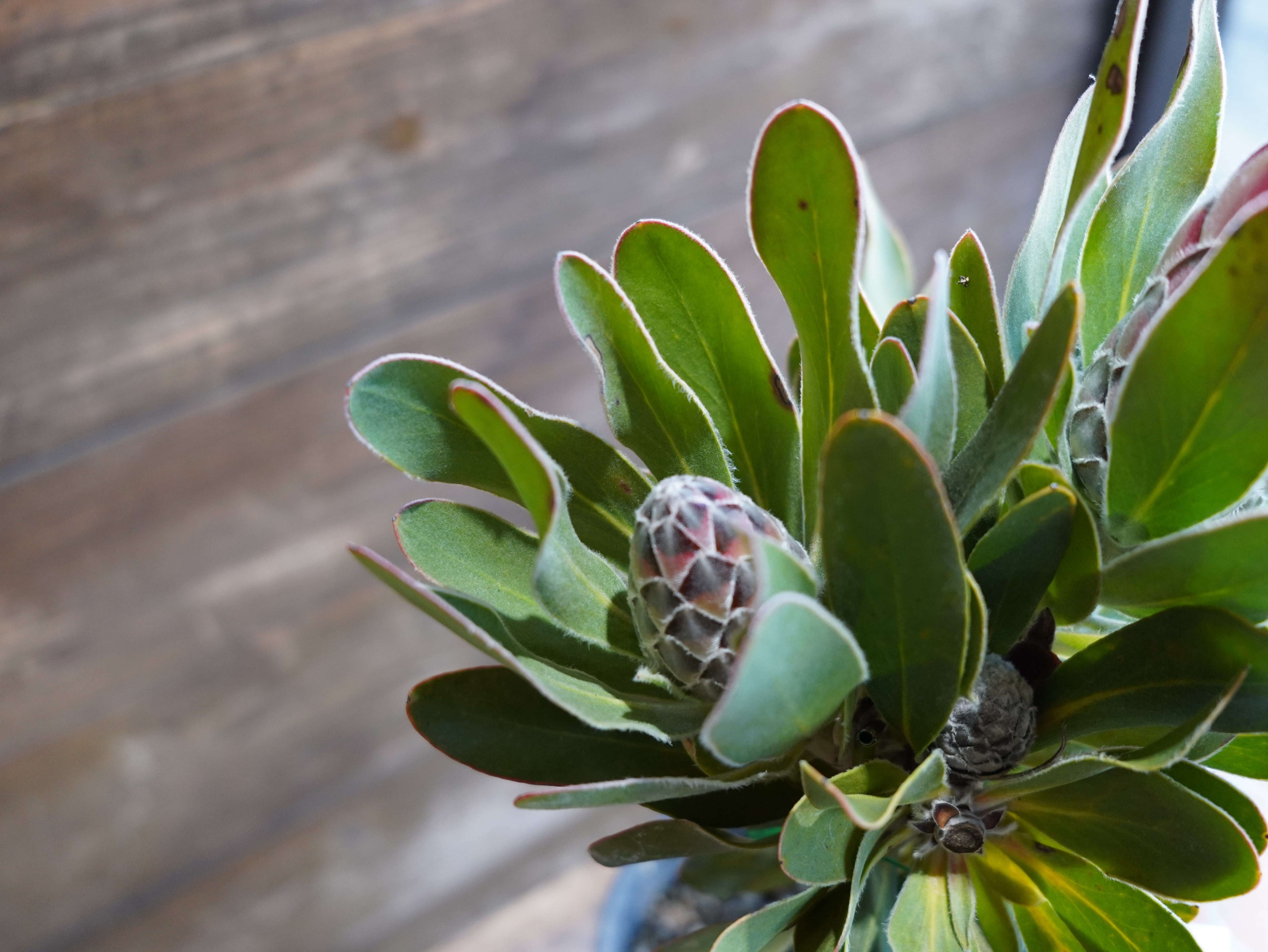 【現物】プロテア "レッドバロン" A