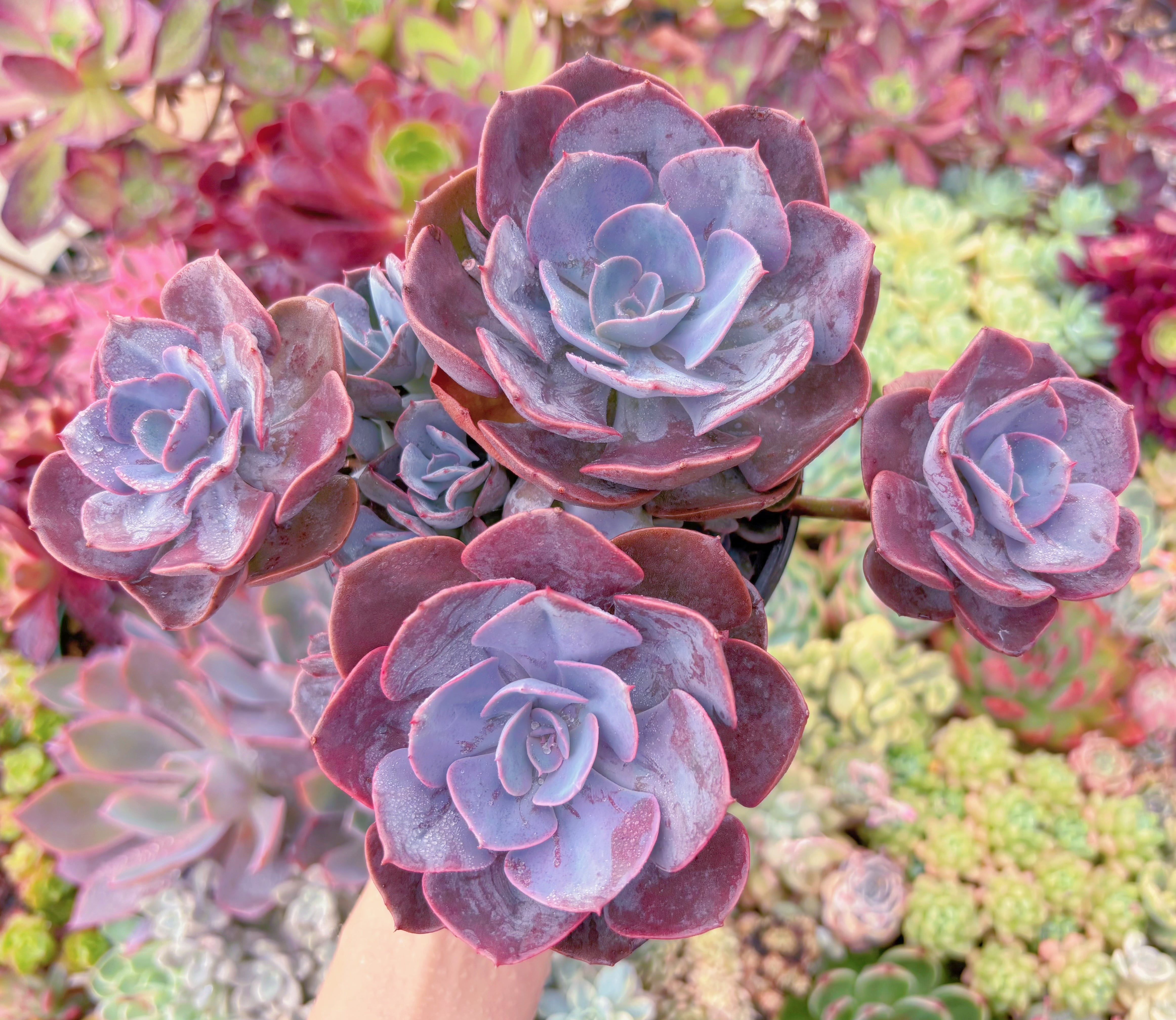 現品　Dusty Rose#F060　群生　るる農園