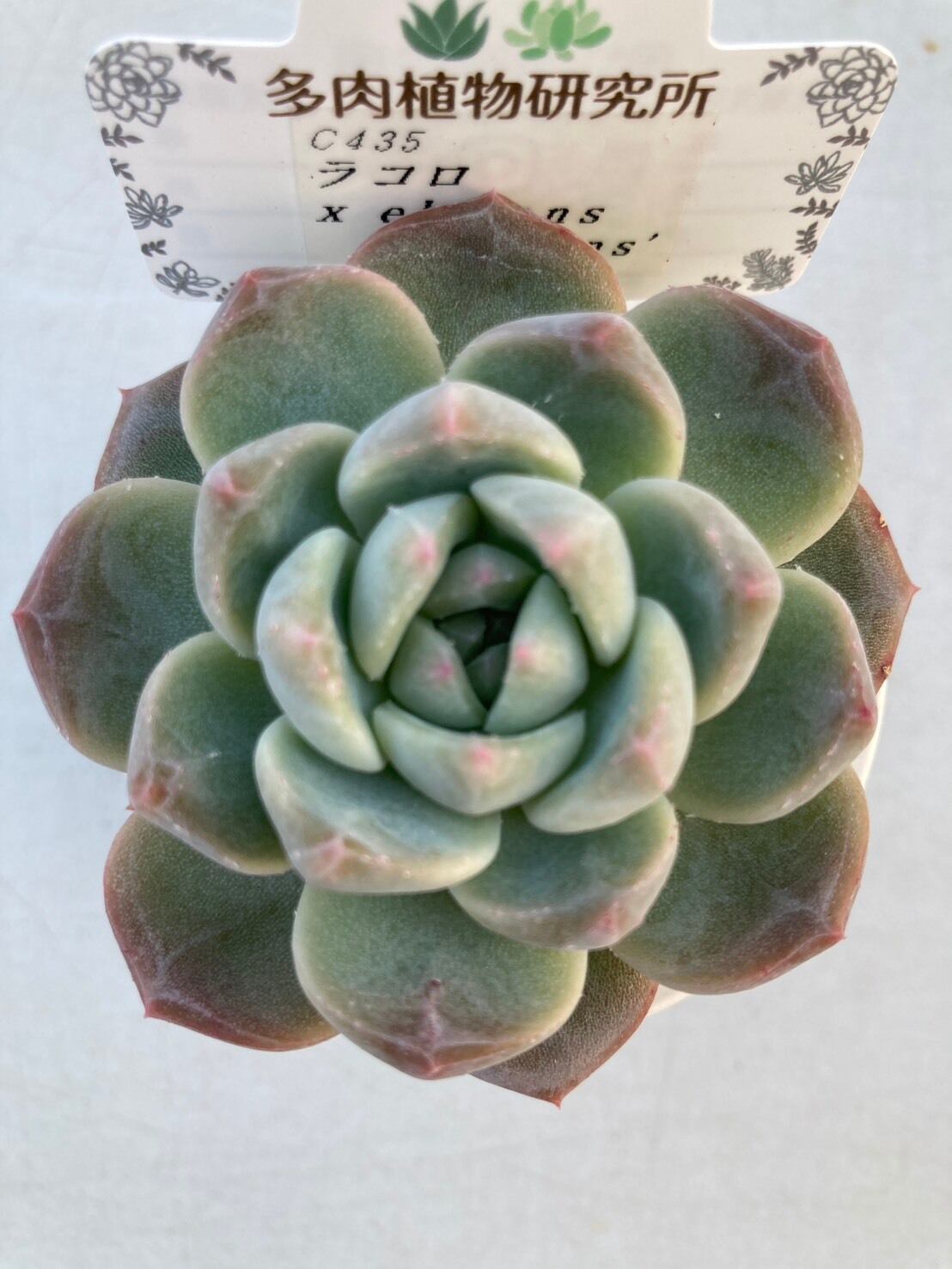 多肉植物 | 多肉植物研究所