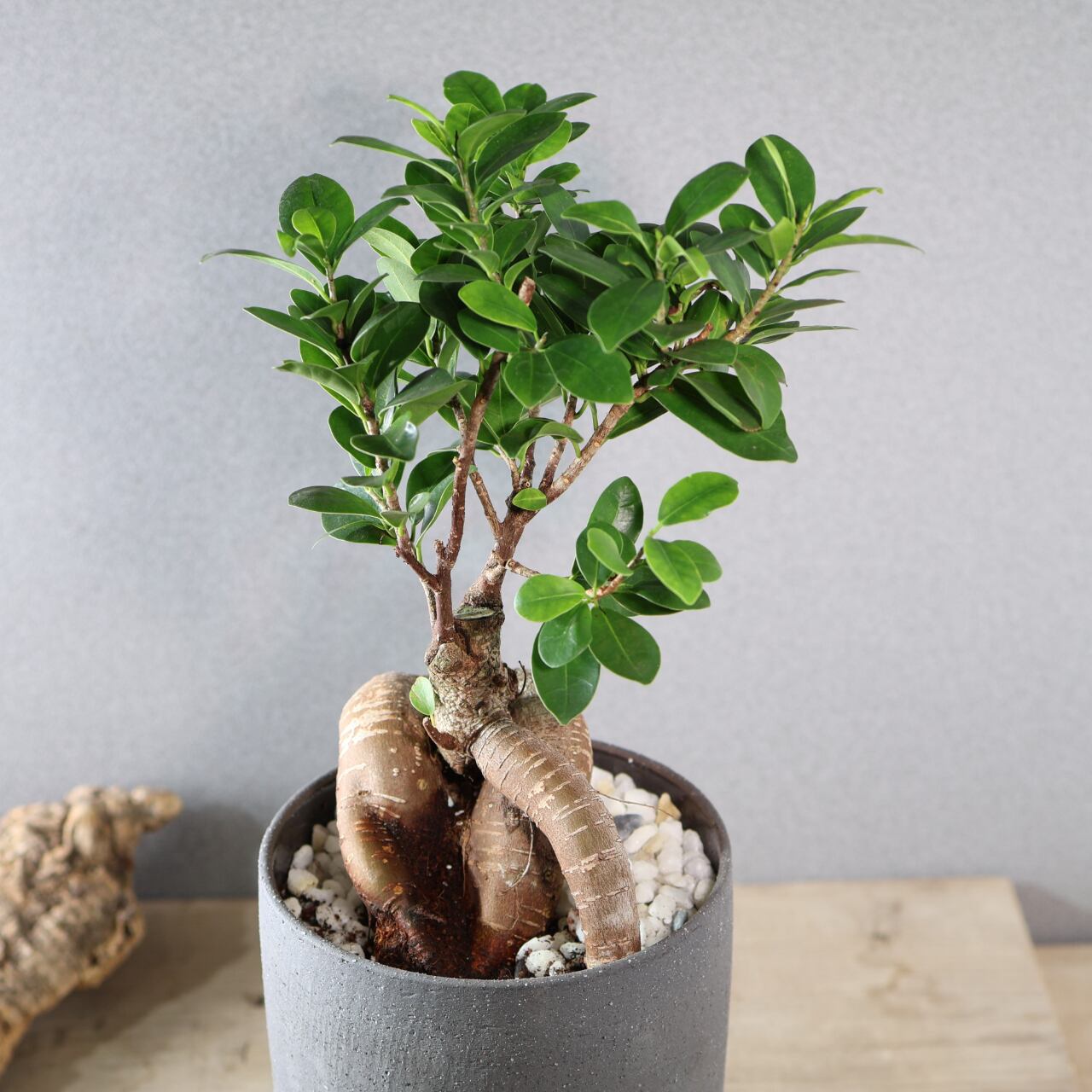 513『ガジュマル陶器鉢』観葉植物【送料無料】 | MARX PLANTS | 観葉