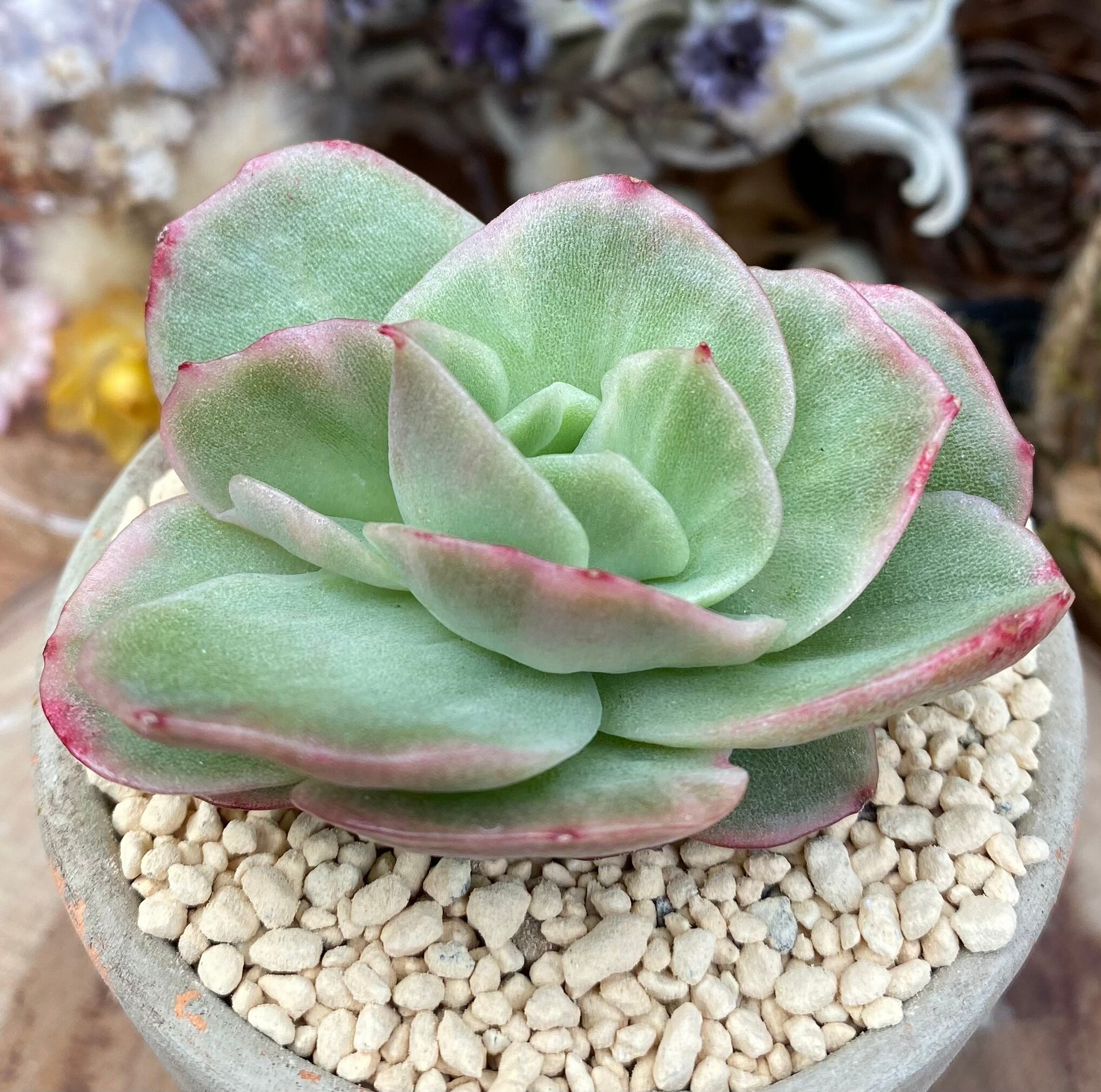 アガベ アテナータ斑入り 子株