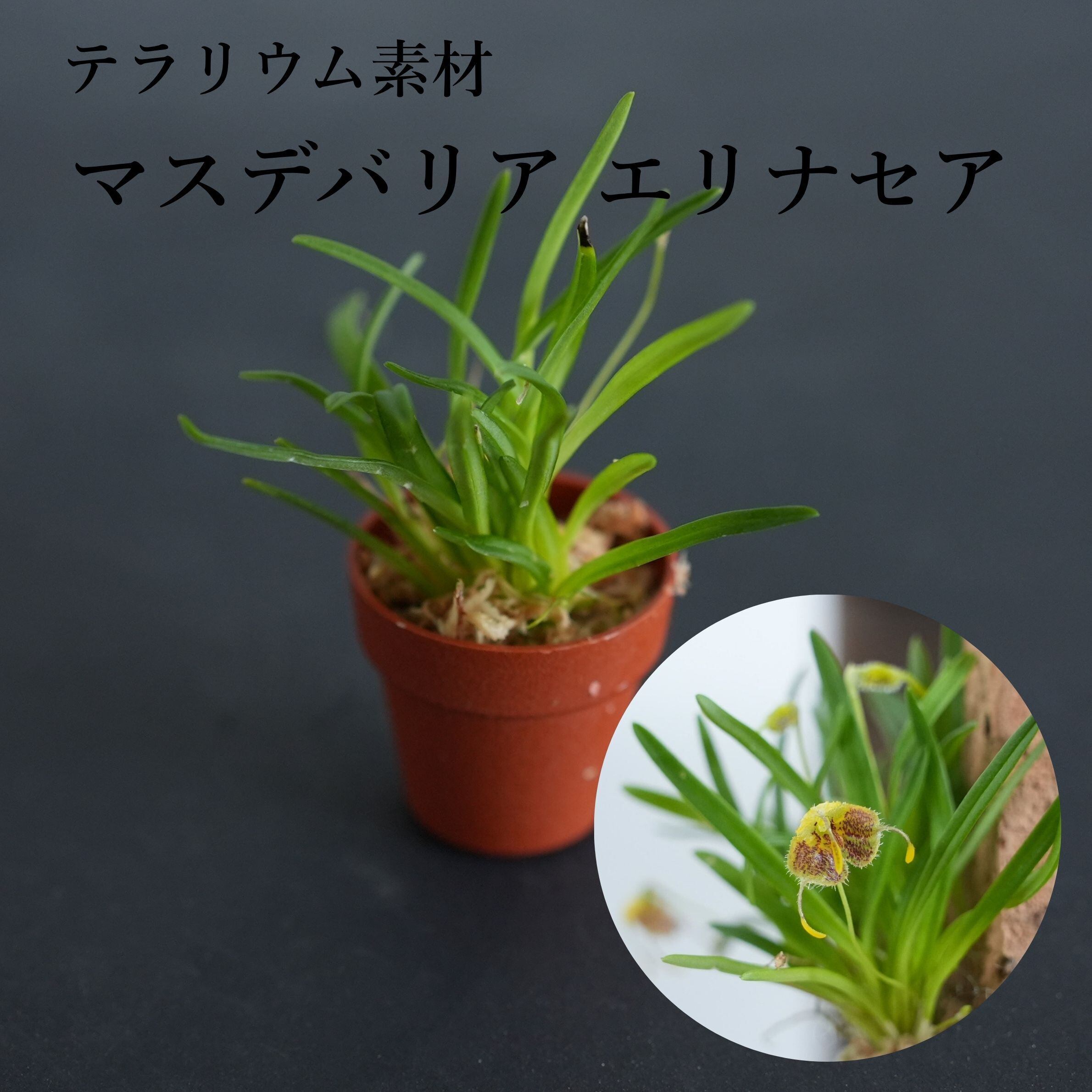 マスデバリア エリナセア Masdevallia erinacea(ディオドノプシス エリナセア)【着生ラン】苔テラリウム用・初心者向け