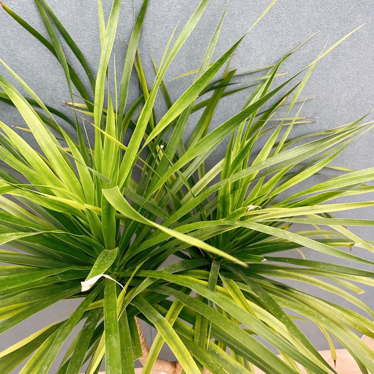 現品］【希少】81番 ドラセナ カンボジアーナ 8号 観葉植物 レア 室内