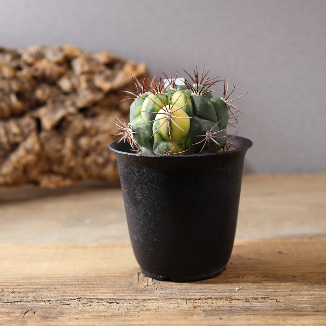 526『新天地』サボテン 観葉植物【送料無料】 | MARX PLANTS | 観葉