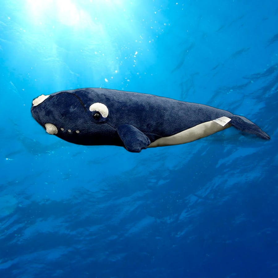 ☆セミクジラ☆ ぬいぐるみ・ | ぬいぐるみ専門店 くろにゃん