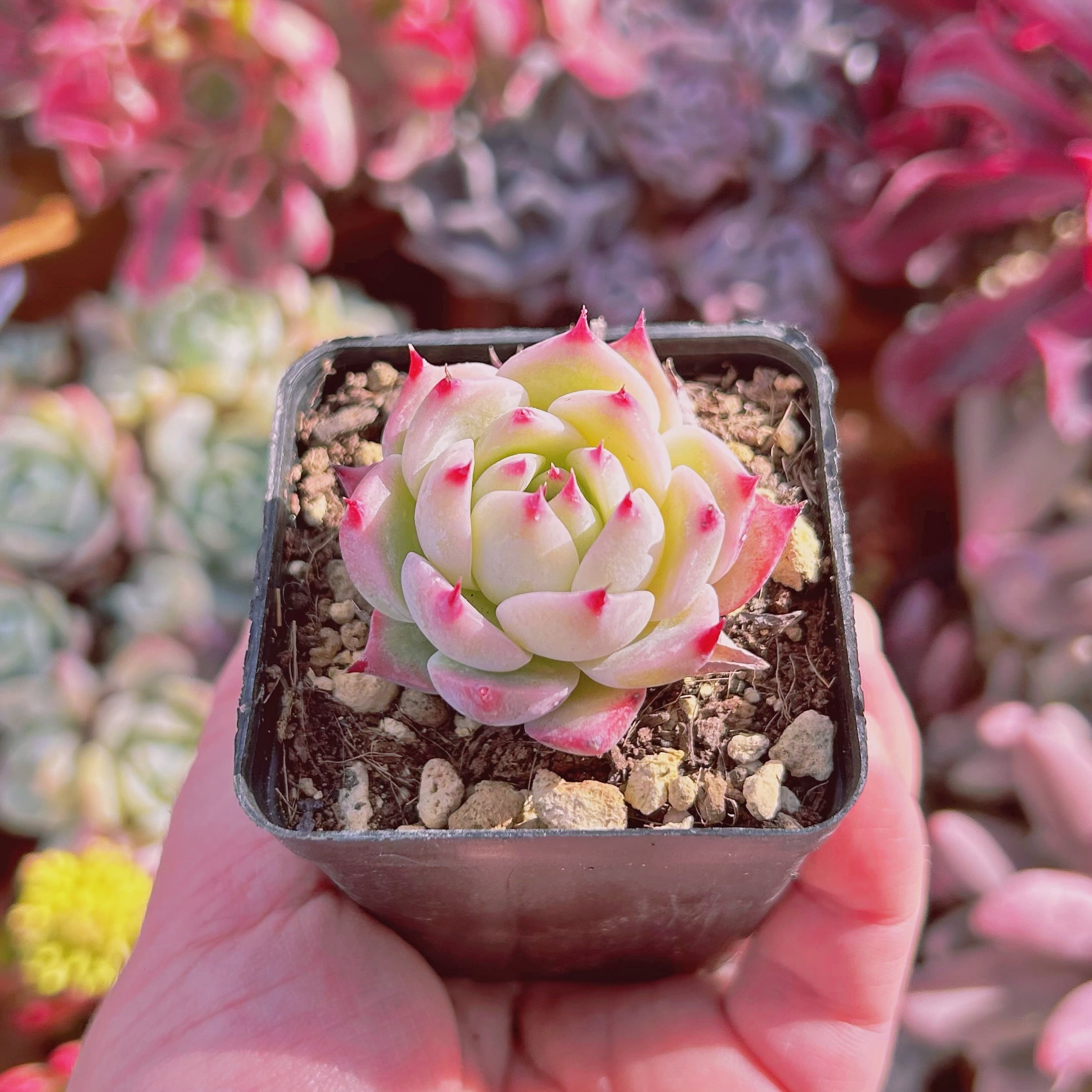 速達 チワワエンシス錦 カット苗 多肉植物 多肉 チワワエンシス錦 抜き