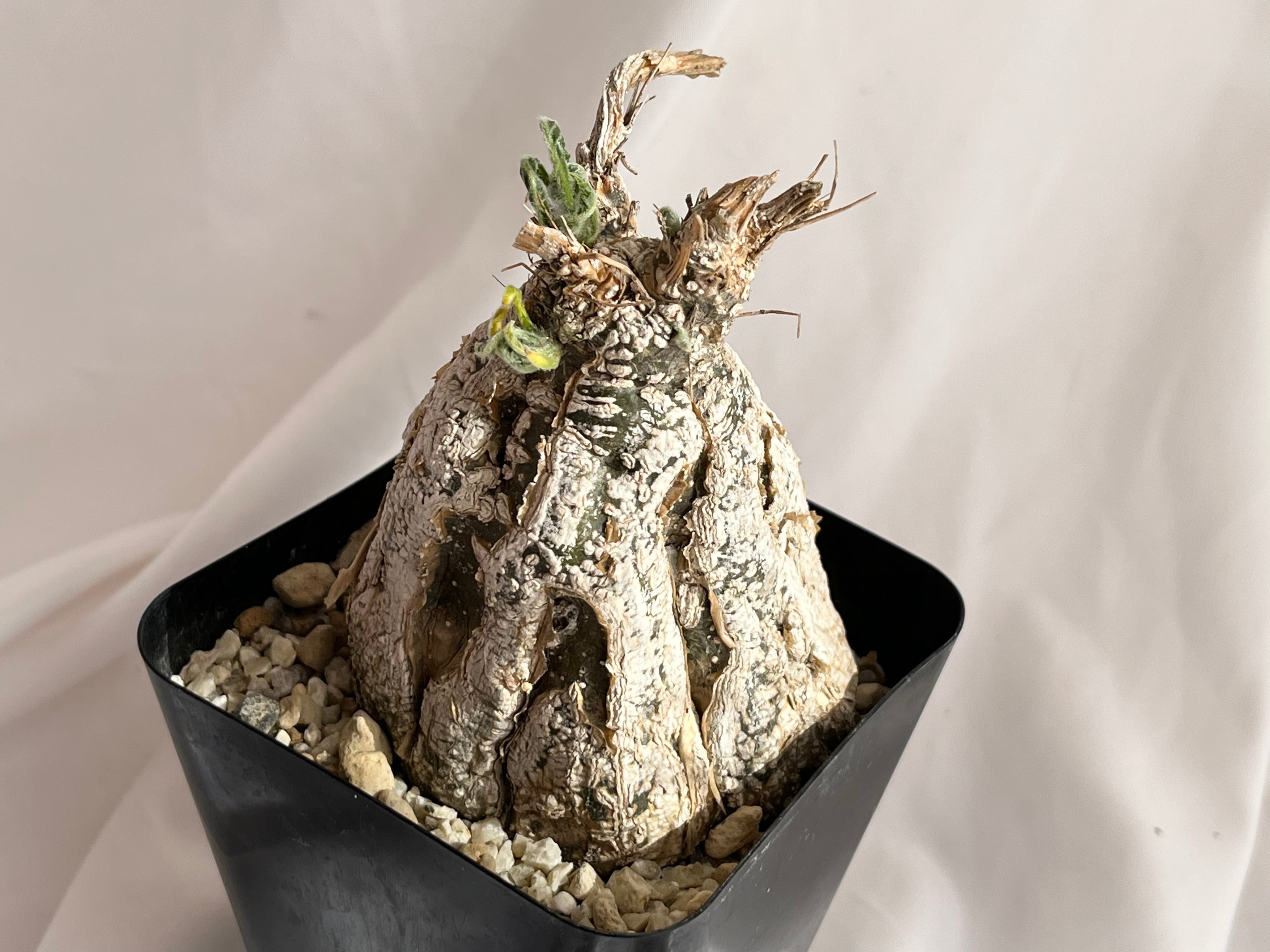 Cephalopentandra ecirrhosa ケファロペンタンドラ エキローサ 多肉
