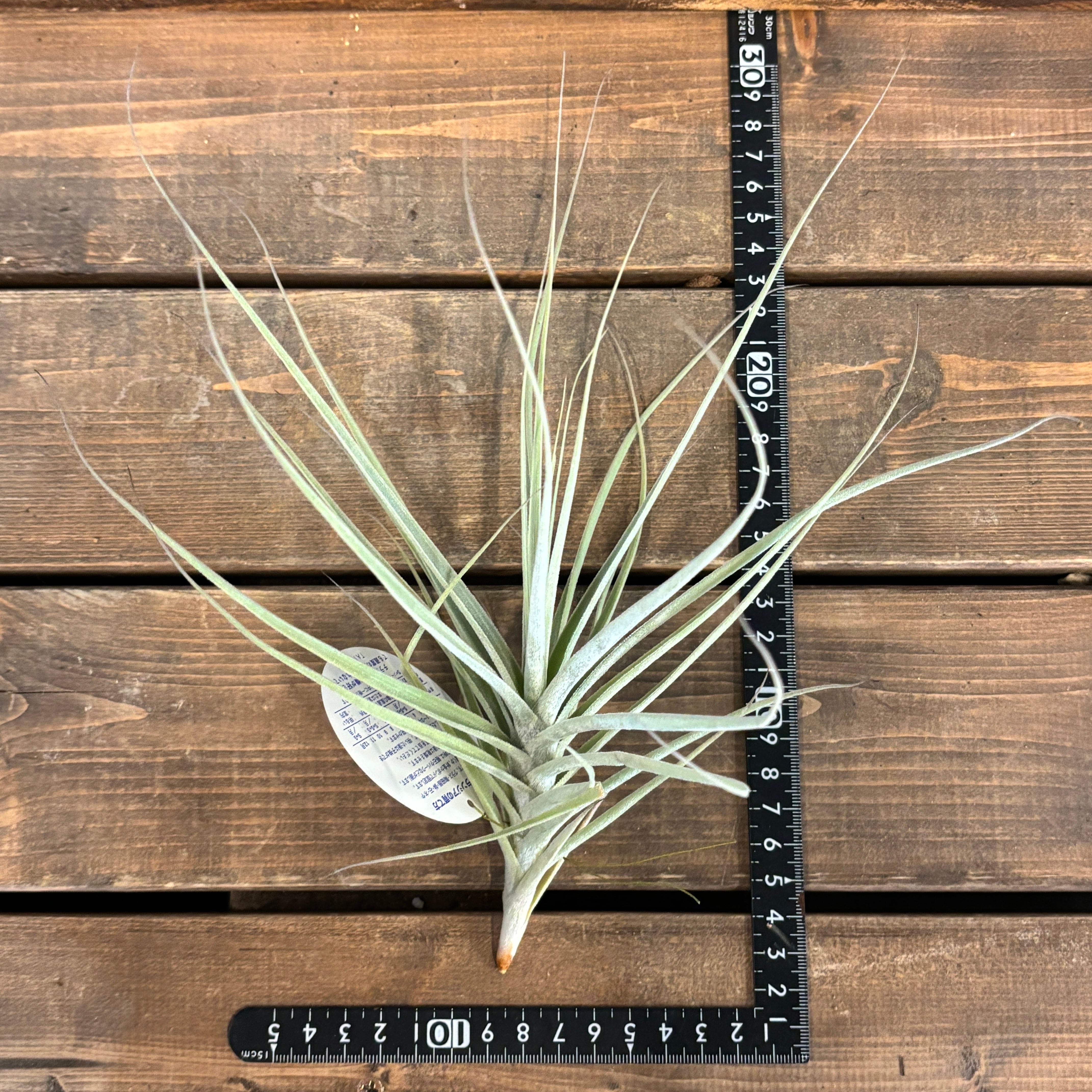 チランジア ストラミネア × マレモンティ【735】 | PROTOLEAF プロトリーフ