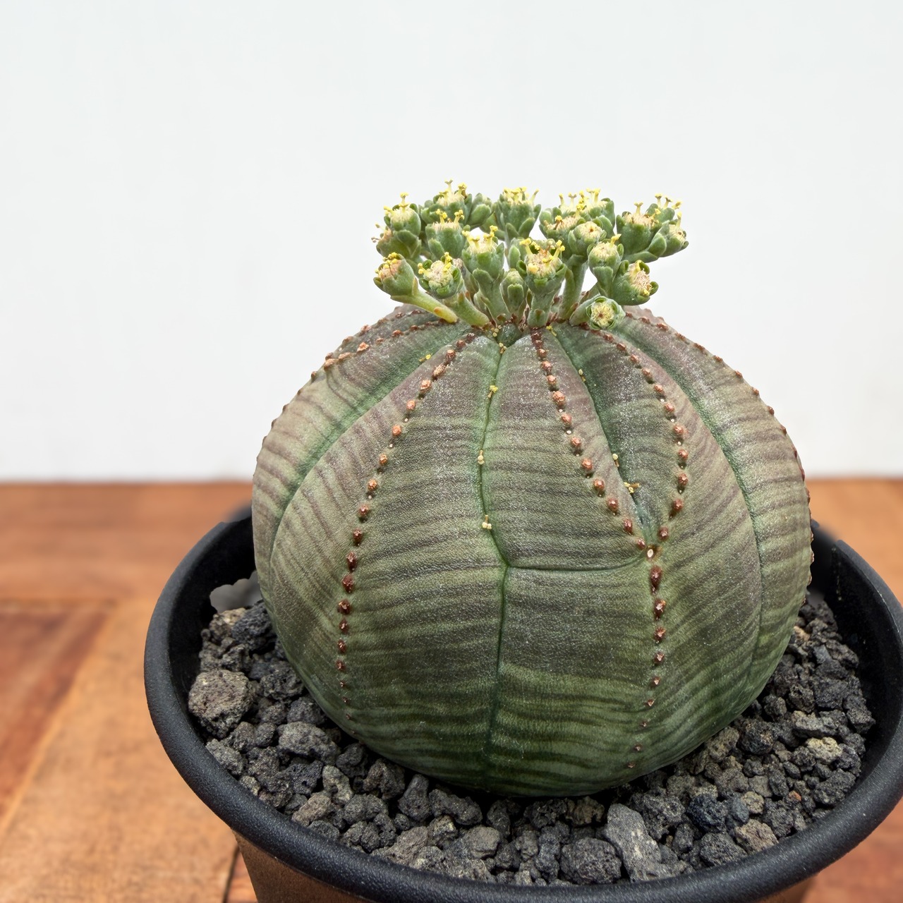 Euphorbia obesa【ユーフォルビア・オベサ・実生】