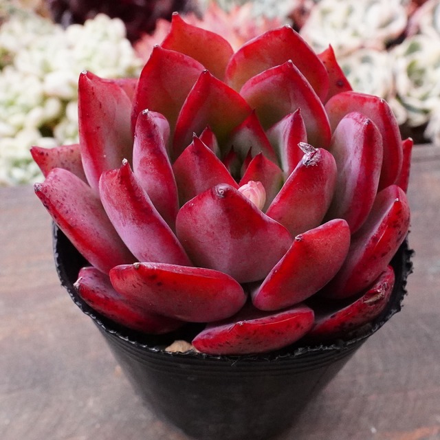 真っ赤【ブーケ 1】エケベリア　韓国多肉　オススメ