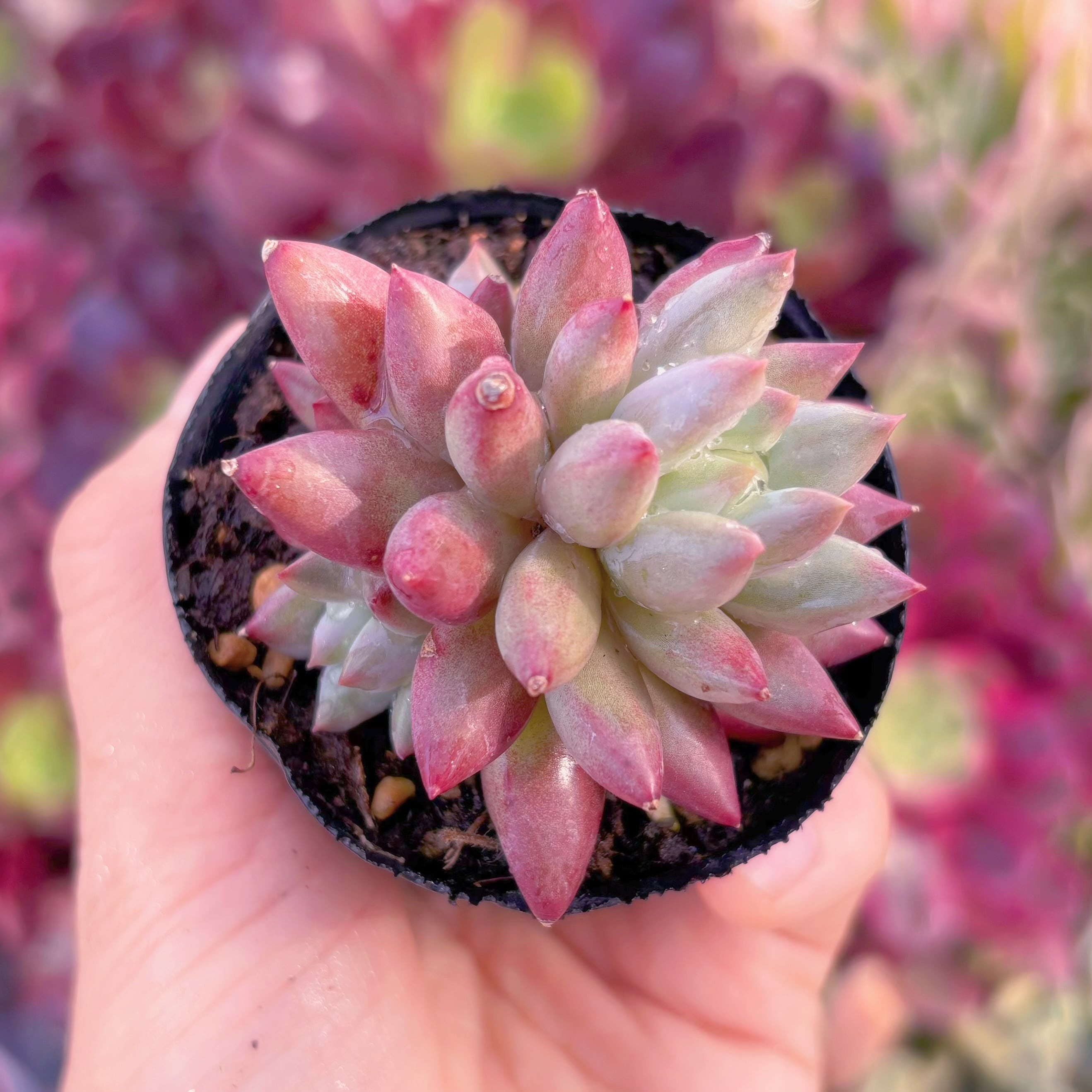 現品　金魚姫#850　るる農園