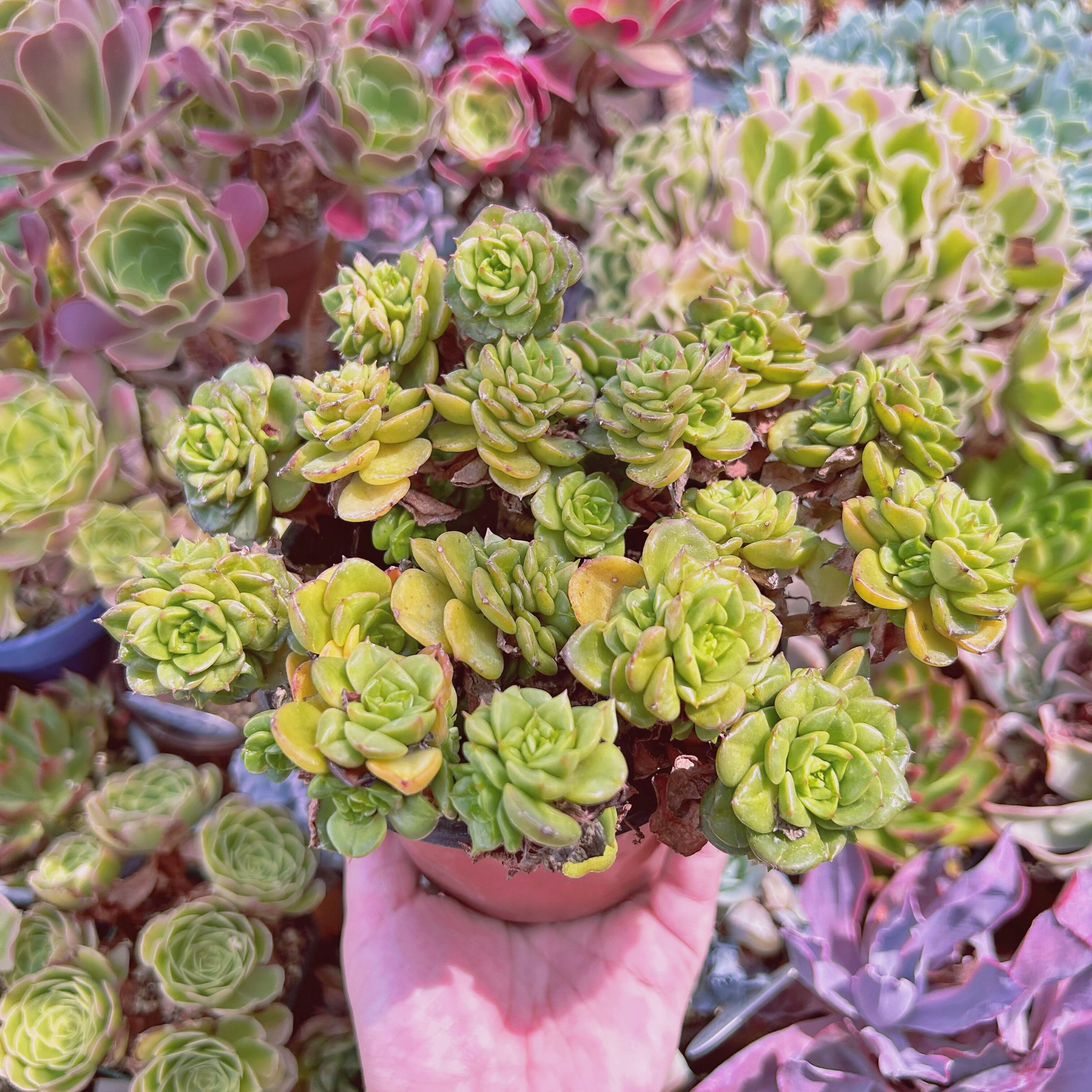 現物 多肉植物 ヌダ 特大 抜き苗 | るる農園~多肉植物専門