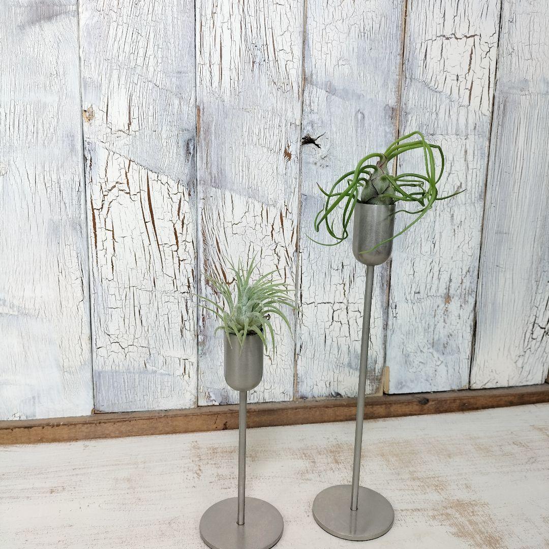 エアプランツ アイアンスタンド 観葉植物 | 陽華園