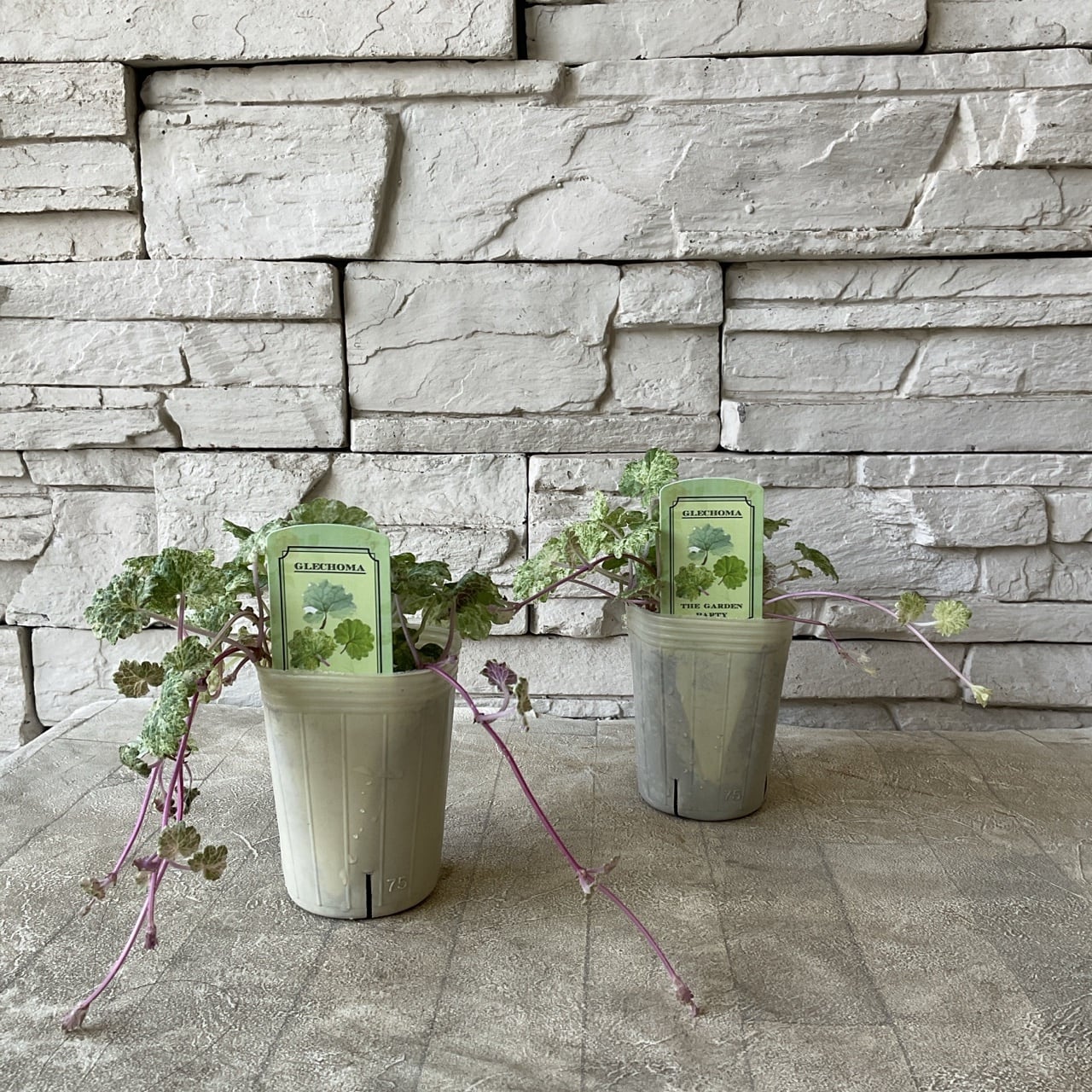 プリムラ レトロボックス | 橋本種苗園