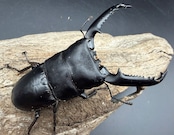 【WD】《パラワンオオヒラタ マンタリンガハン産 90mm ペア》