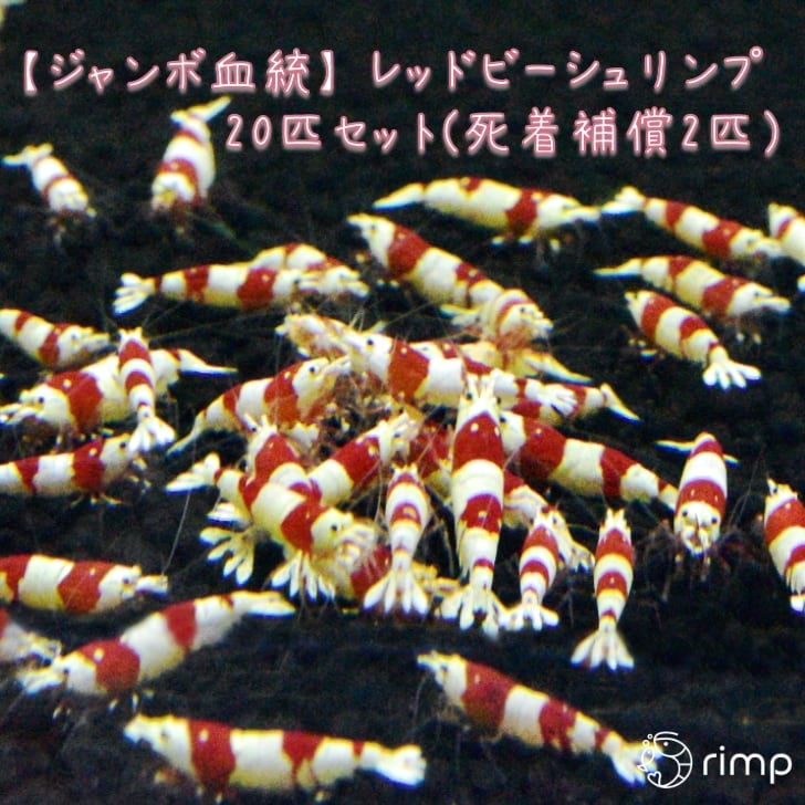 【ジャンボ血統】レッドビーシュリンプ 20匹 + 死着補償2匹