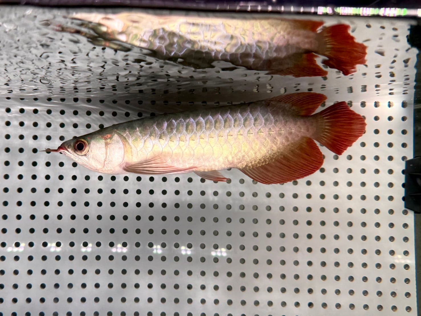 アロワナ | アクアショップ ビリーケン オンラインストア