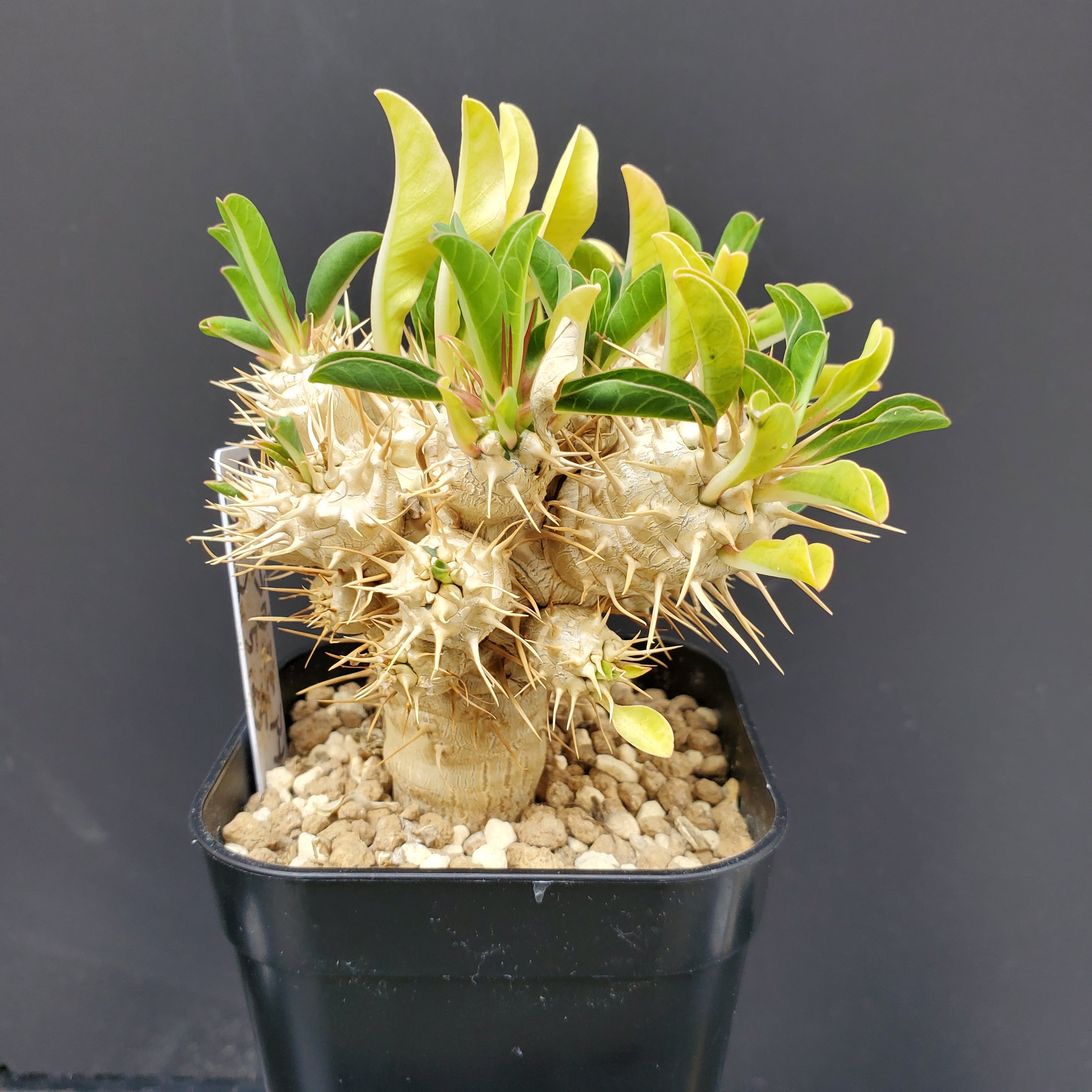 【国内実生株】 Euphorbia guillauminiana ユーフォルビア ギラウミニアナ | Libaran_Plants〜ユーフォルビア  オベサ 専門店オンラインスト〜 powered by BASE