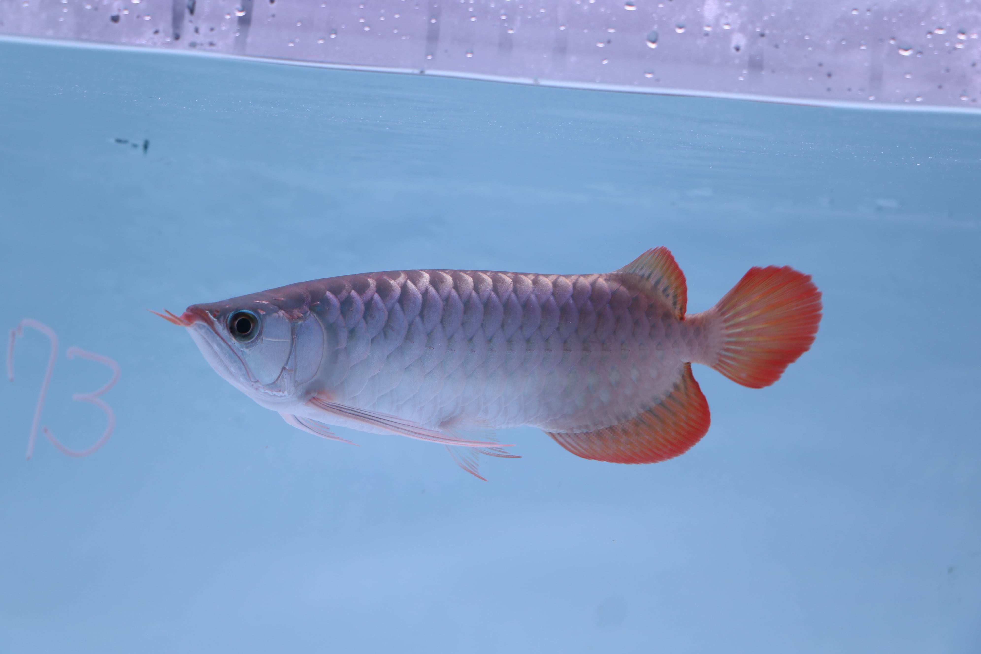 【引き取り限定】シルバーアロアナ50センチ〜60センチ 商品一覧ページ - 大型魚、アロワナの買取・下取り・激安販売、FRP水槽