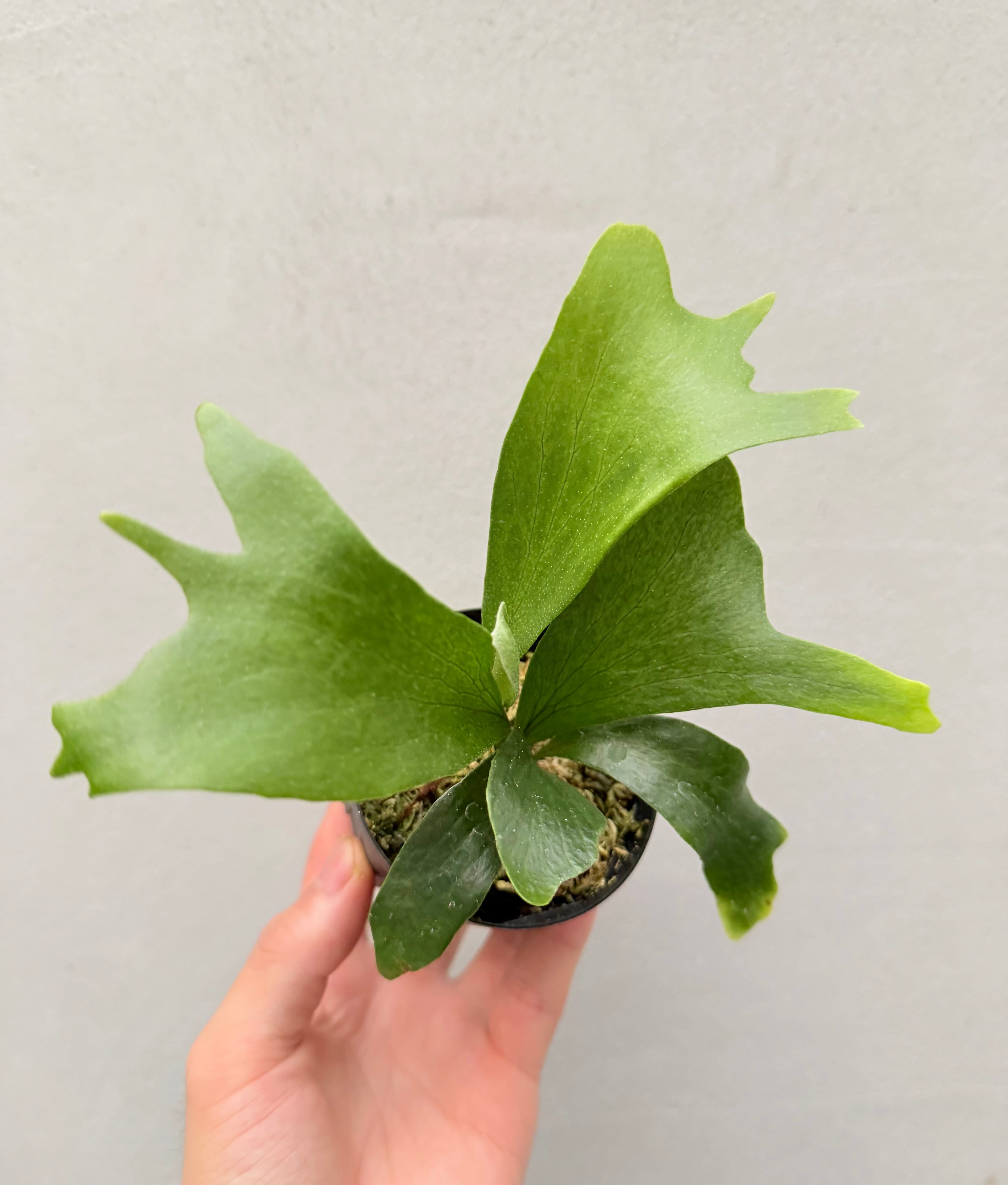 【RP】P.Rod Pattison sporelingロッドパティソン c) P. hillii 'Rod Pattison' (RP) spore grown ①ビカクシダ ヒリー