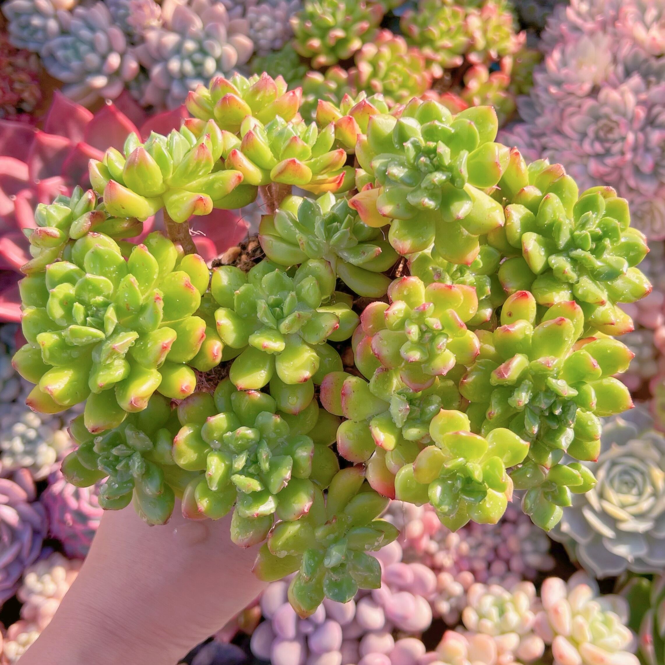 現品　レティジア#706   るる農園