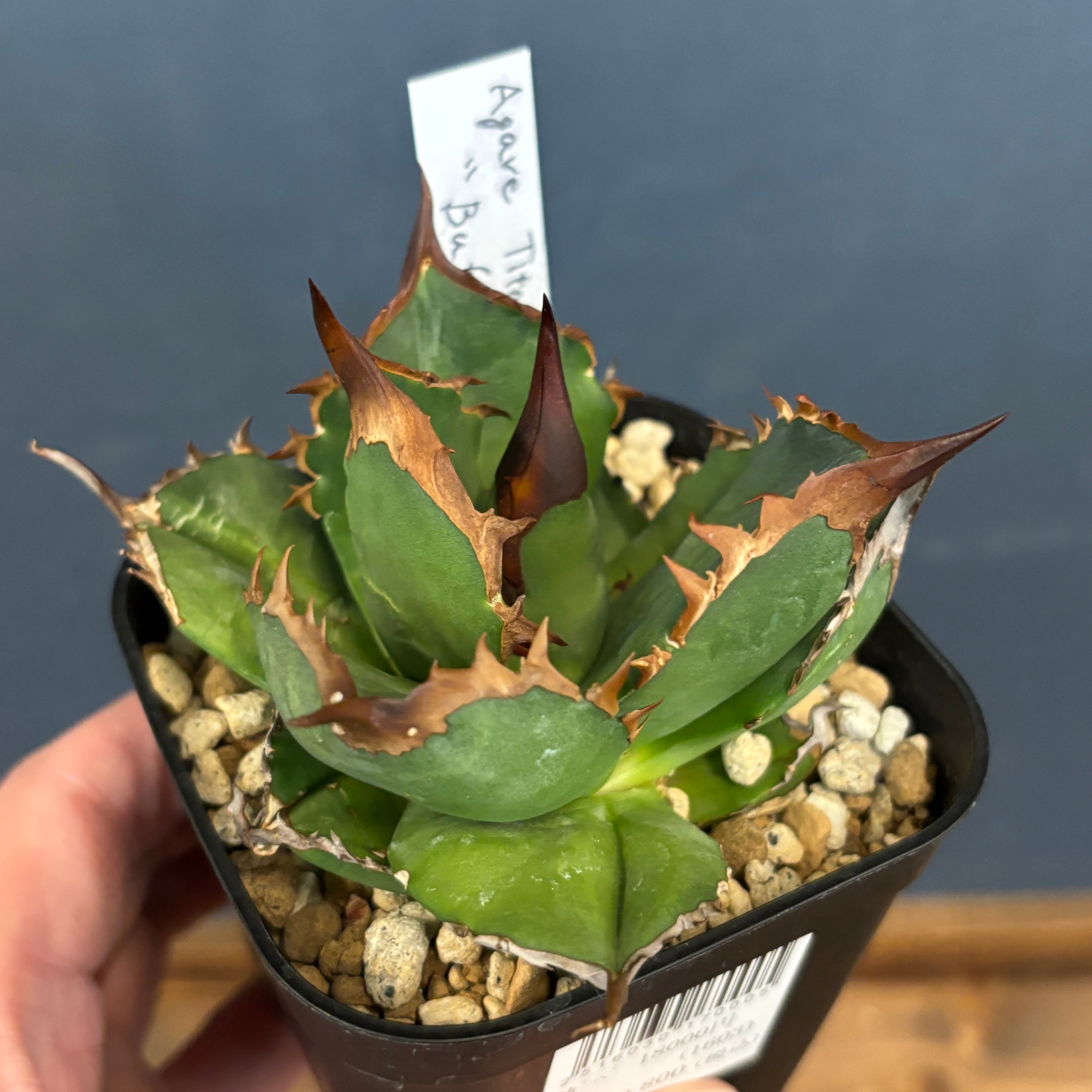 アガベ チタノタ バッファロー【149】 | PROTOLEAF プロトリーフ