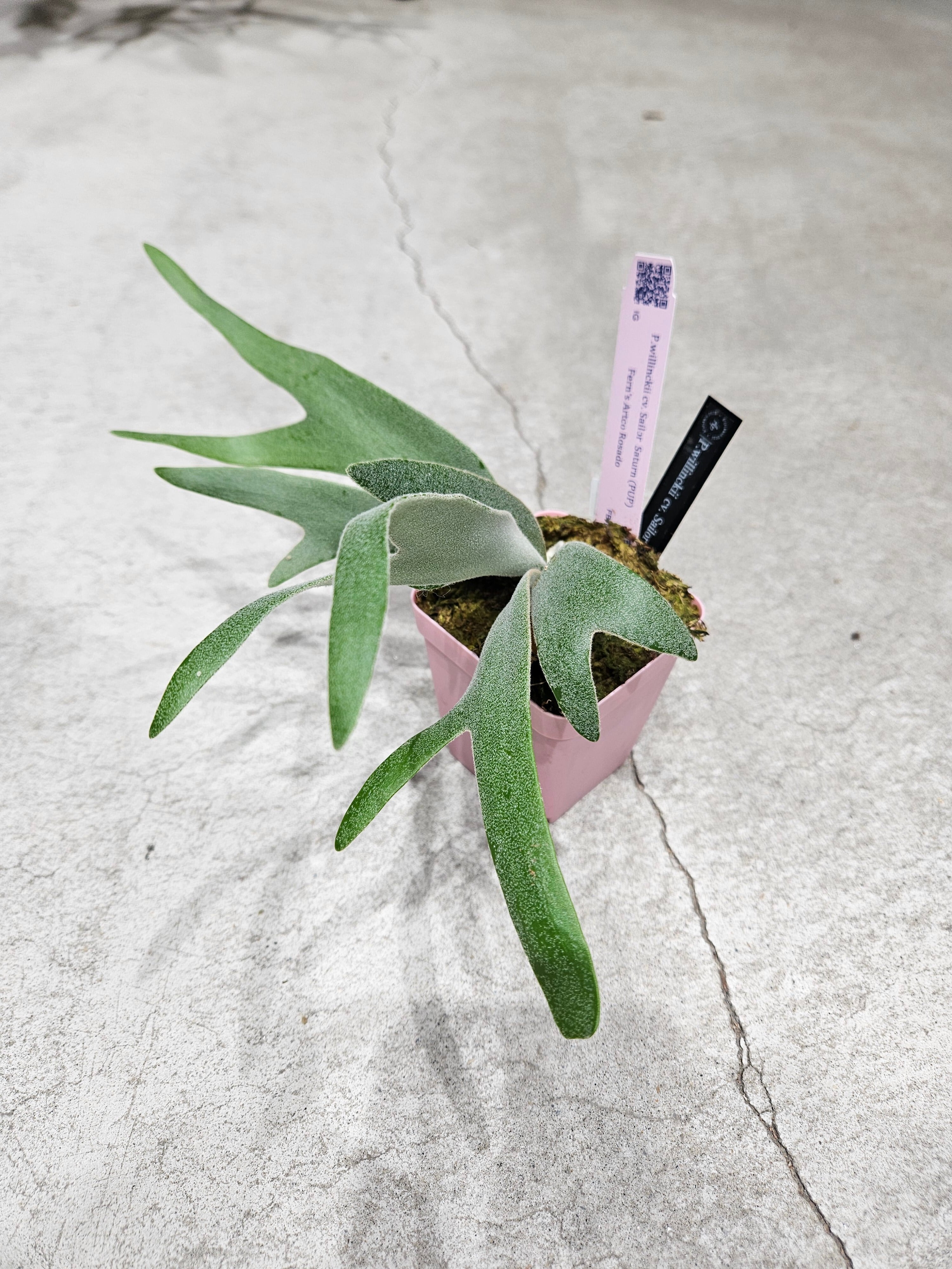 P.willinckii cv. Sailor Saturn 【artPLANTs/PLANTS GARAGE