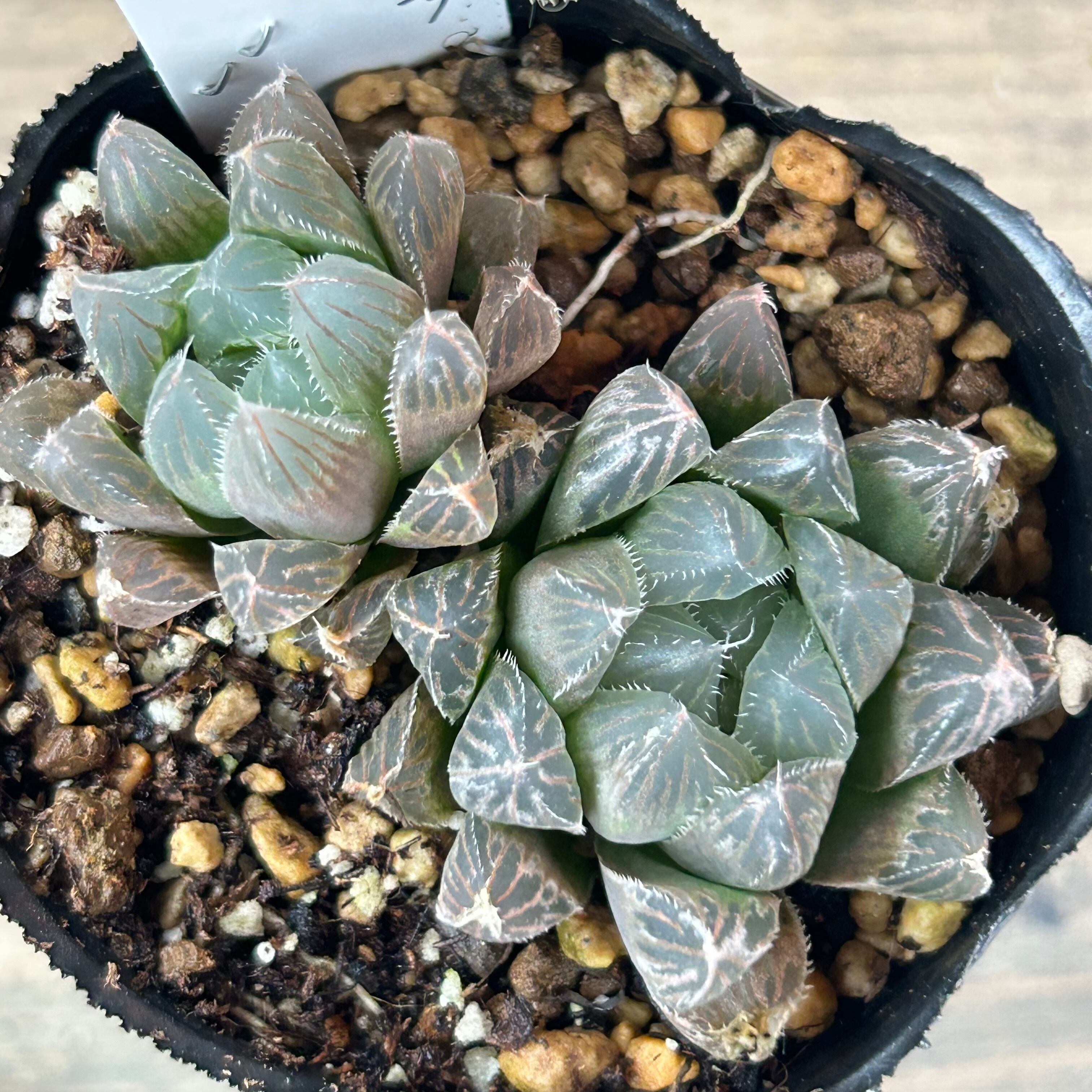 ドドソン紫オブツーサ×ベヌスタ ハオルチア | RuPo 多肉植物専門店