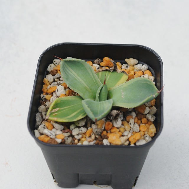 アガベ パリー トランカータ ライムストリーク No.1