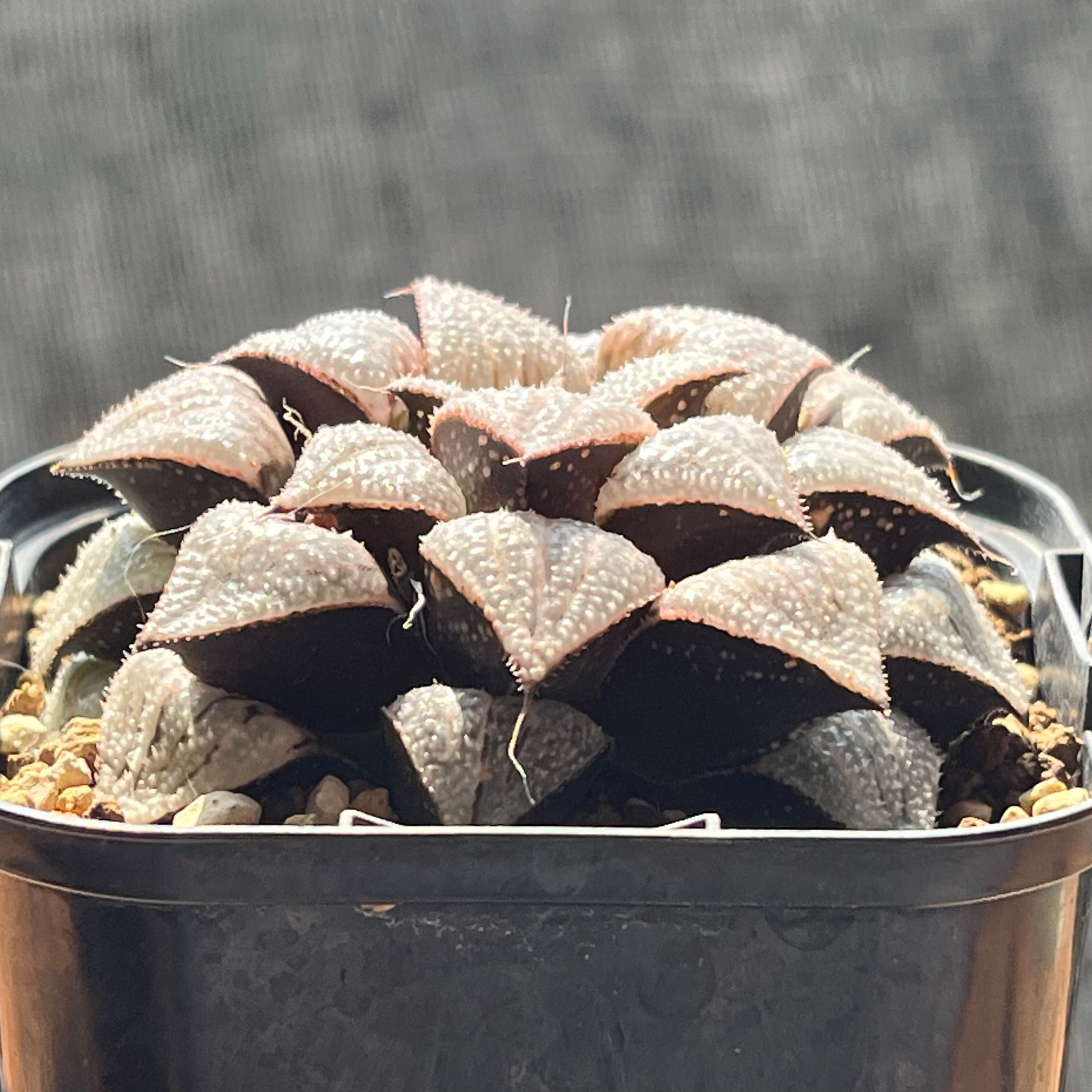 ハオルチア 氷の世界 | mocono_plants