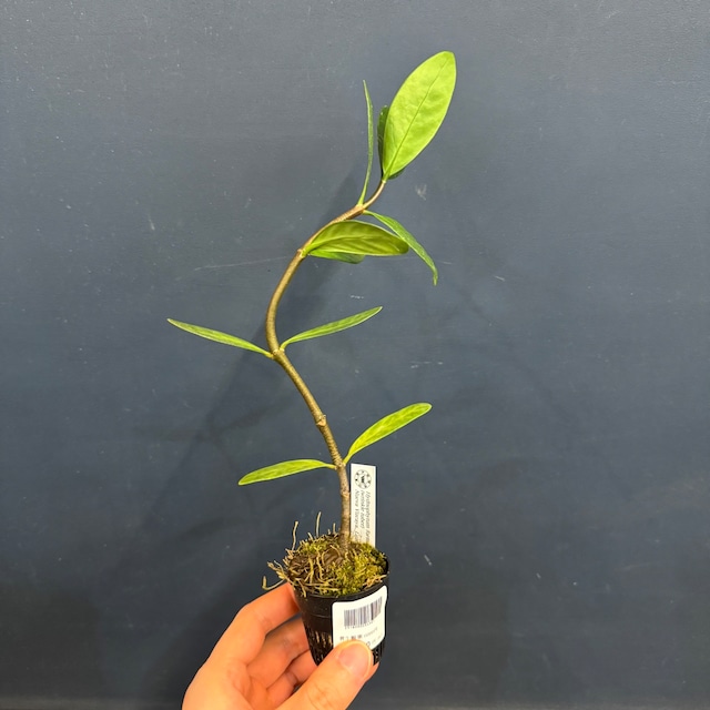 【伊藤蟻】Hydnophytum formicarum (wrinkle tuber) Nueva Vizcaya, Luzon (YFK2)【903】 【伊藤蟻】Hydnophytum formicarum (wrinkle tuber) Nueva Vizcaya, Luzon (YFK2)【903】