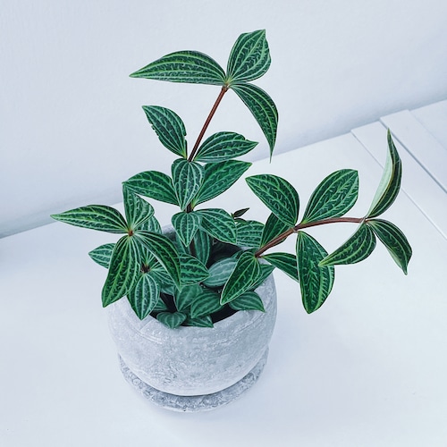 ペペロミア・プテオラータ Peperomia puteolata 