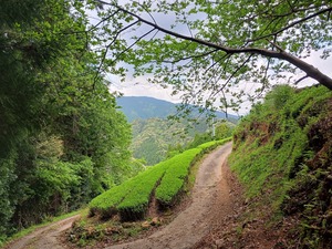 【新茶】釜炒り茶　こかげ　／ティーバッグ　20個入
