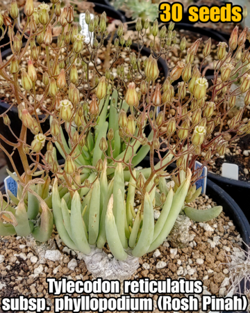 Seed Voucher】Dorstenia gigas f bullata 10粒 ※こちらの商品は