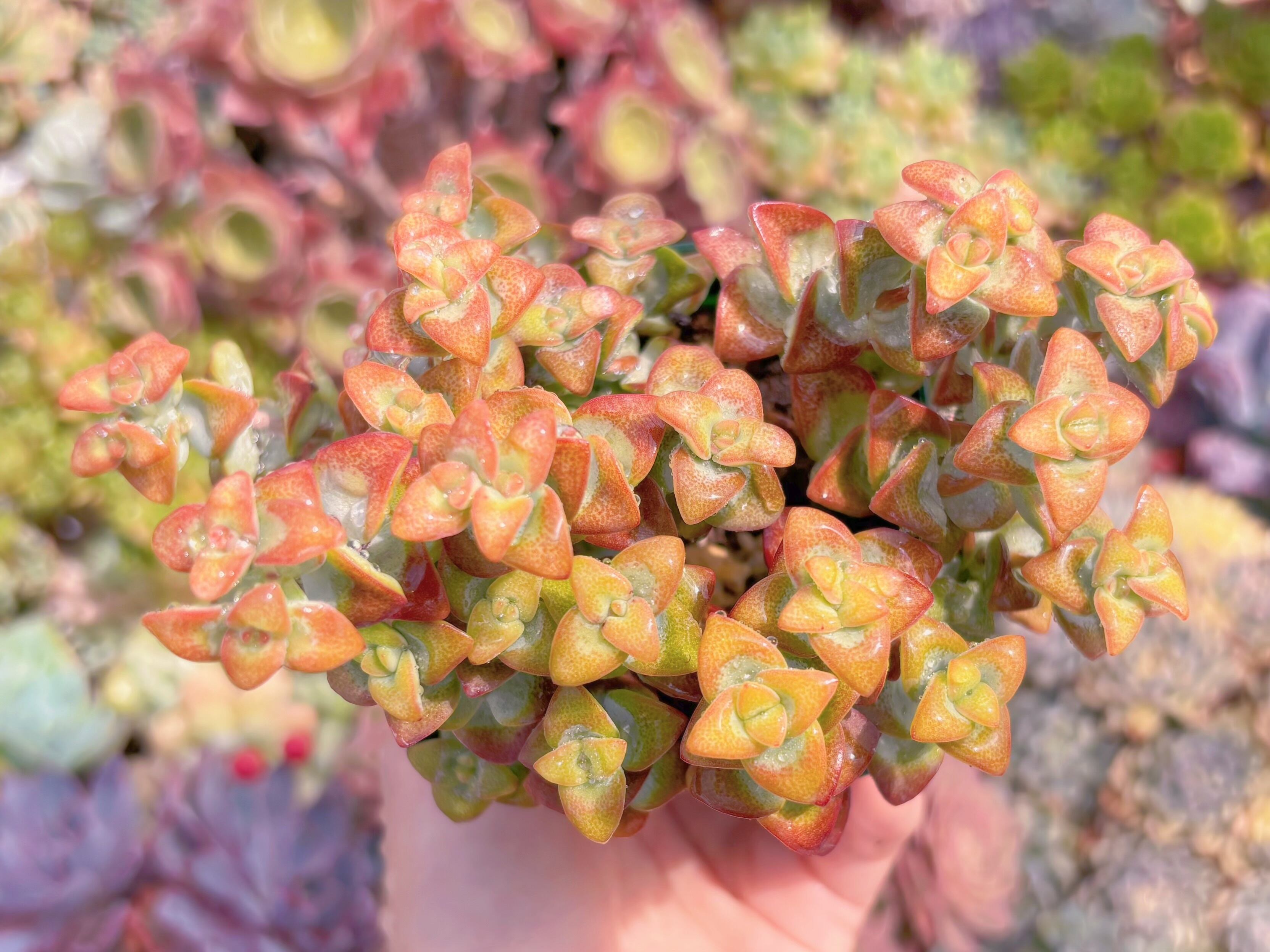 現品　ラブハート#791　るる農園