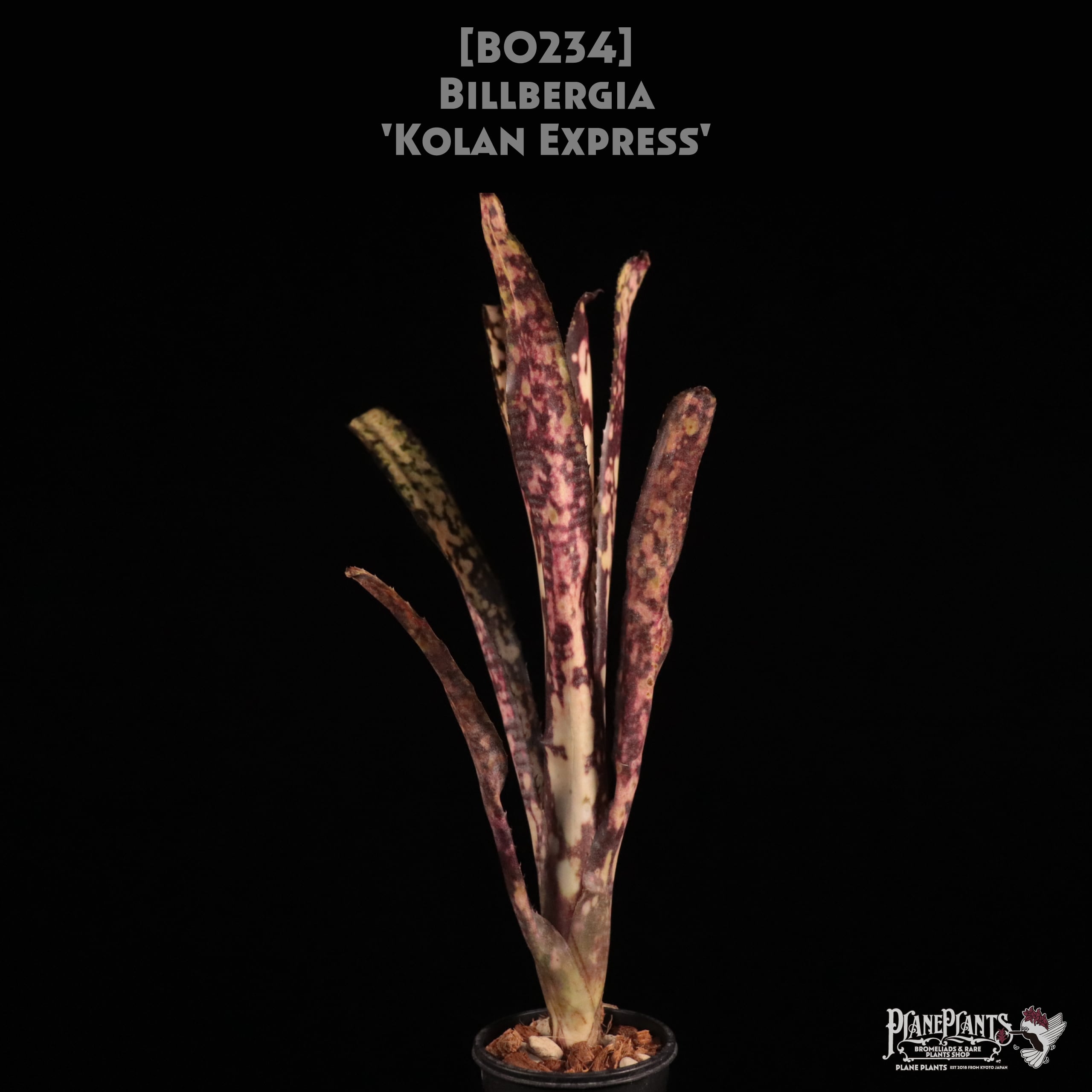 Russell Holzheimer Hybrid | plane plants