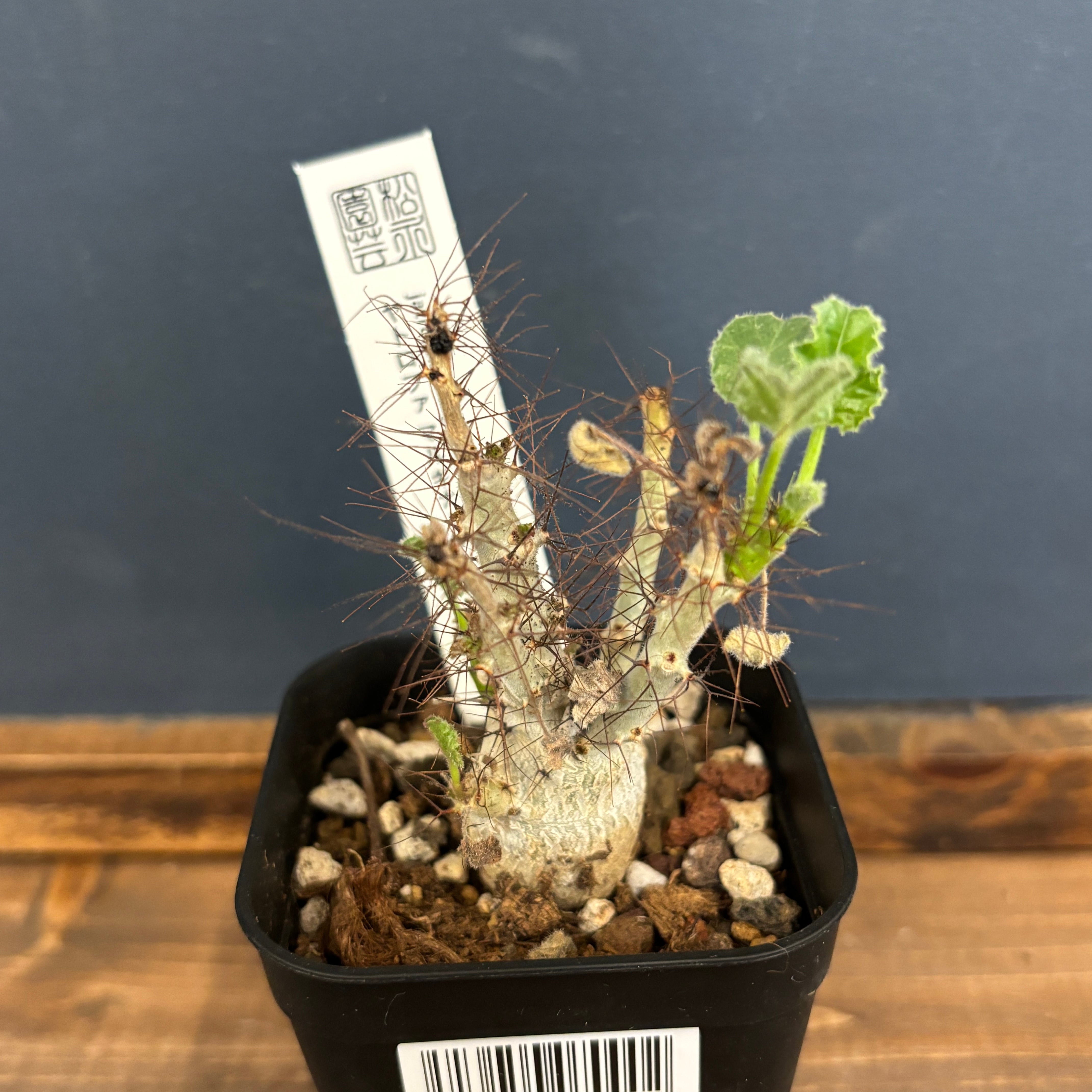 Ramat Planter #241 × ヤトロファ マルギナータ Ramat Planter #241 × ヤトロファ マルギナータ