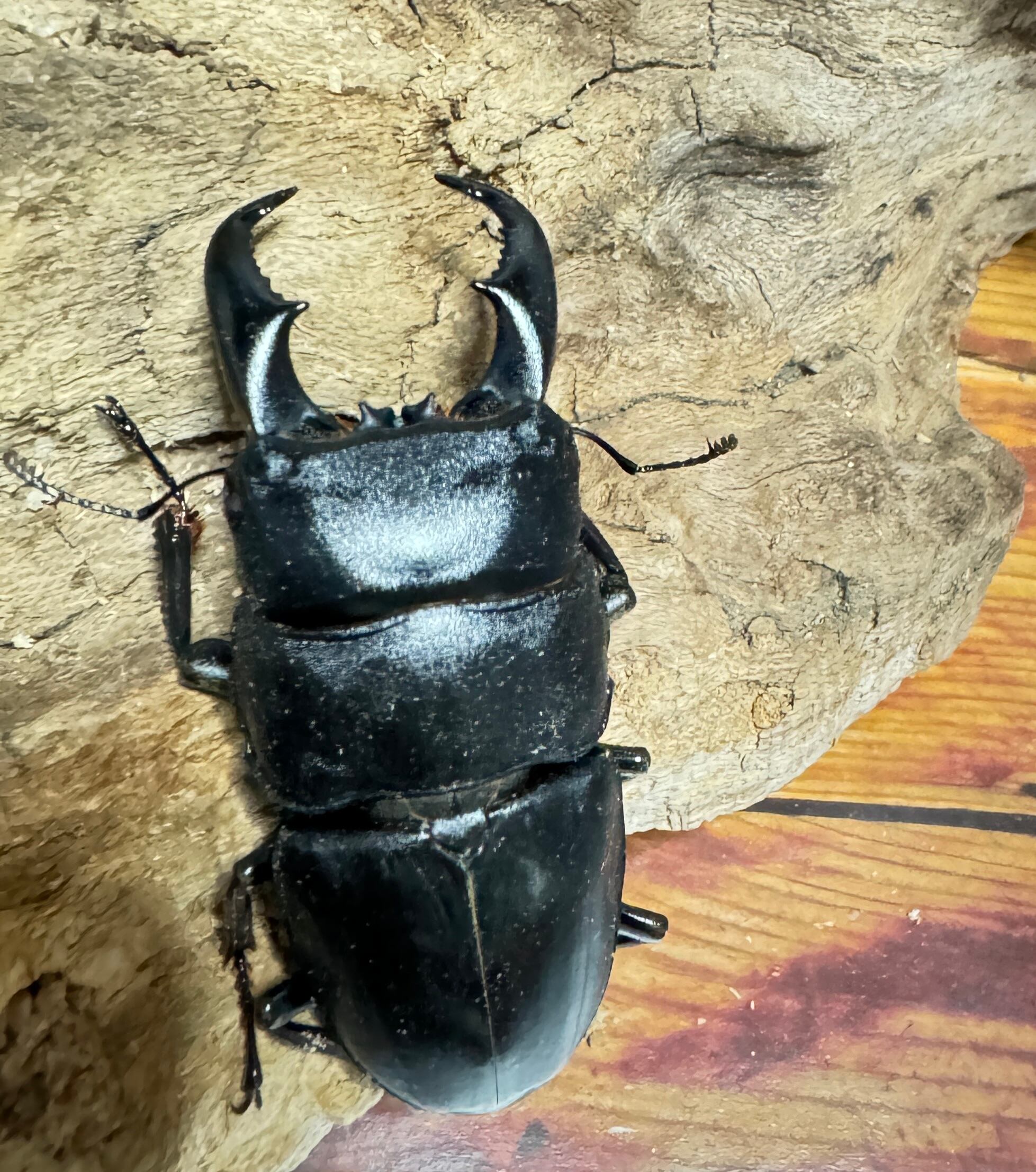 SALE【超特大】アマミヒラタクワガタ ペア 【採集禁止】WF | KUWAGATA